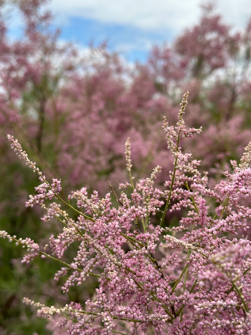 Калмыкия - родина тюльпанов! (4/30)