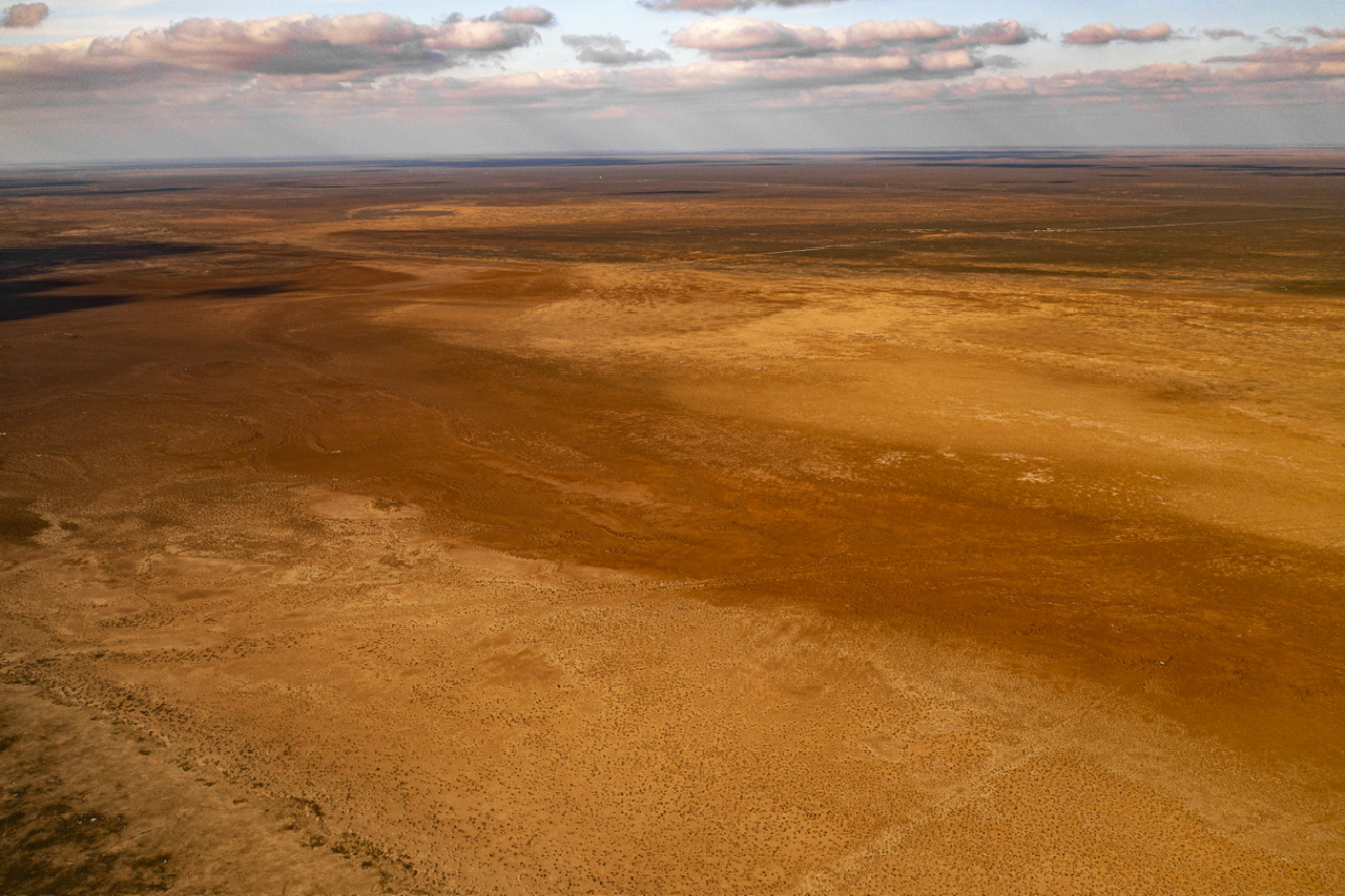 Калмыкия - родина тюльпанов! (18/30)