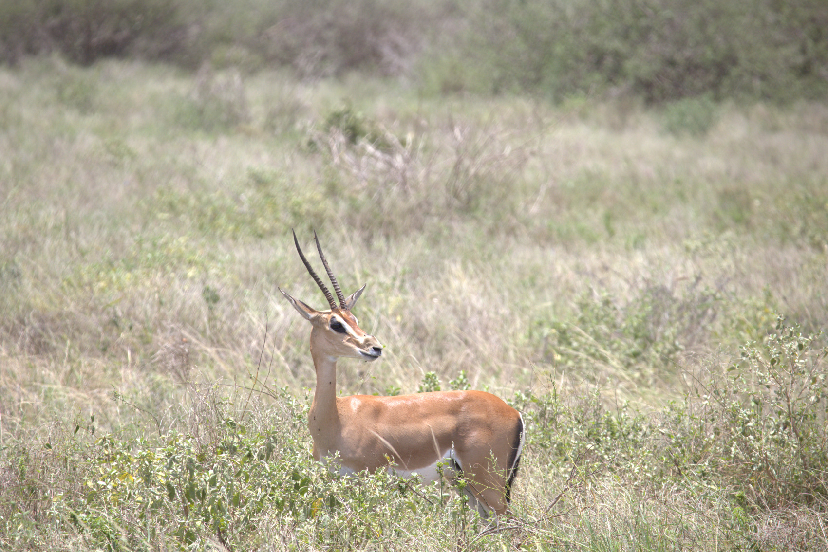 Кения Сафари+Океан (4/40)