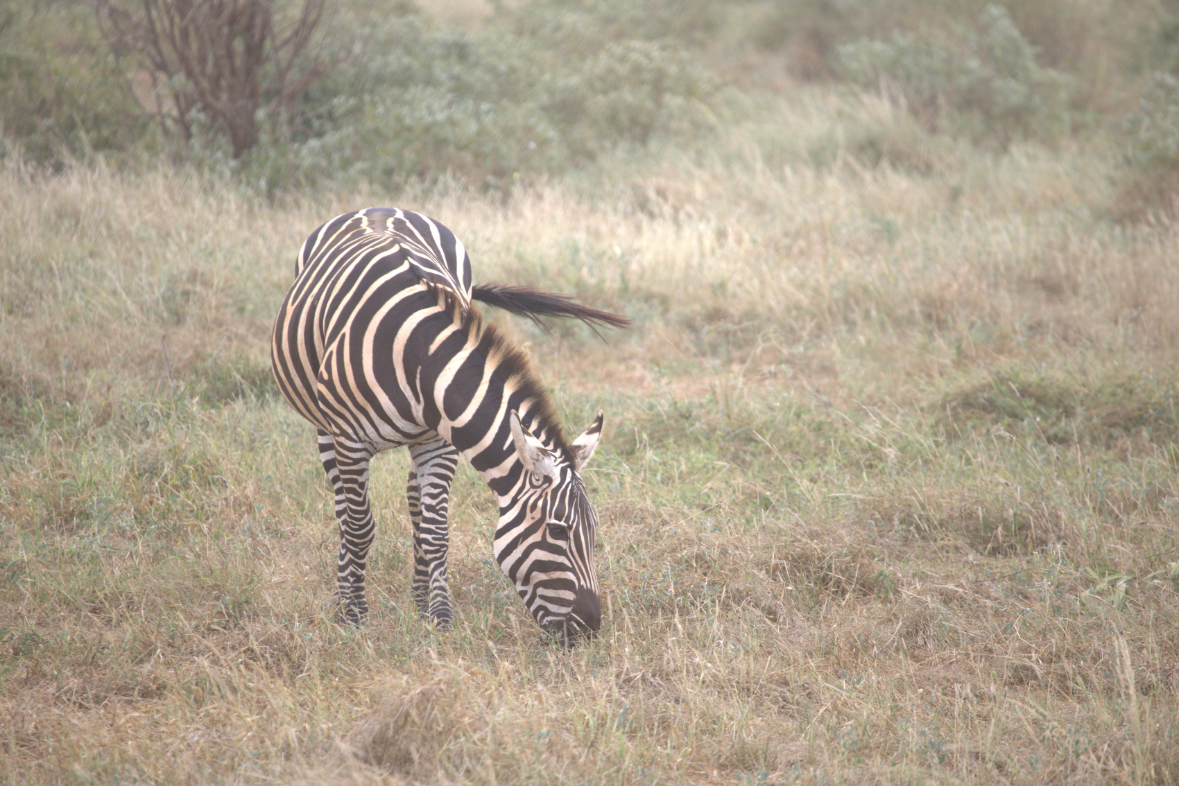 Кения Сафари+Океан (3/40)