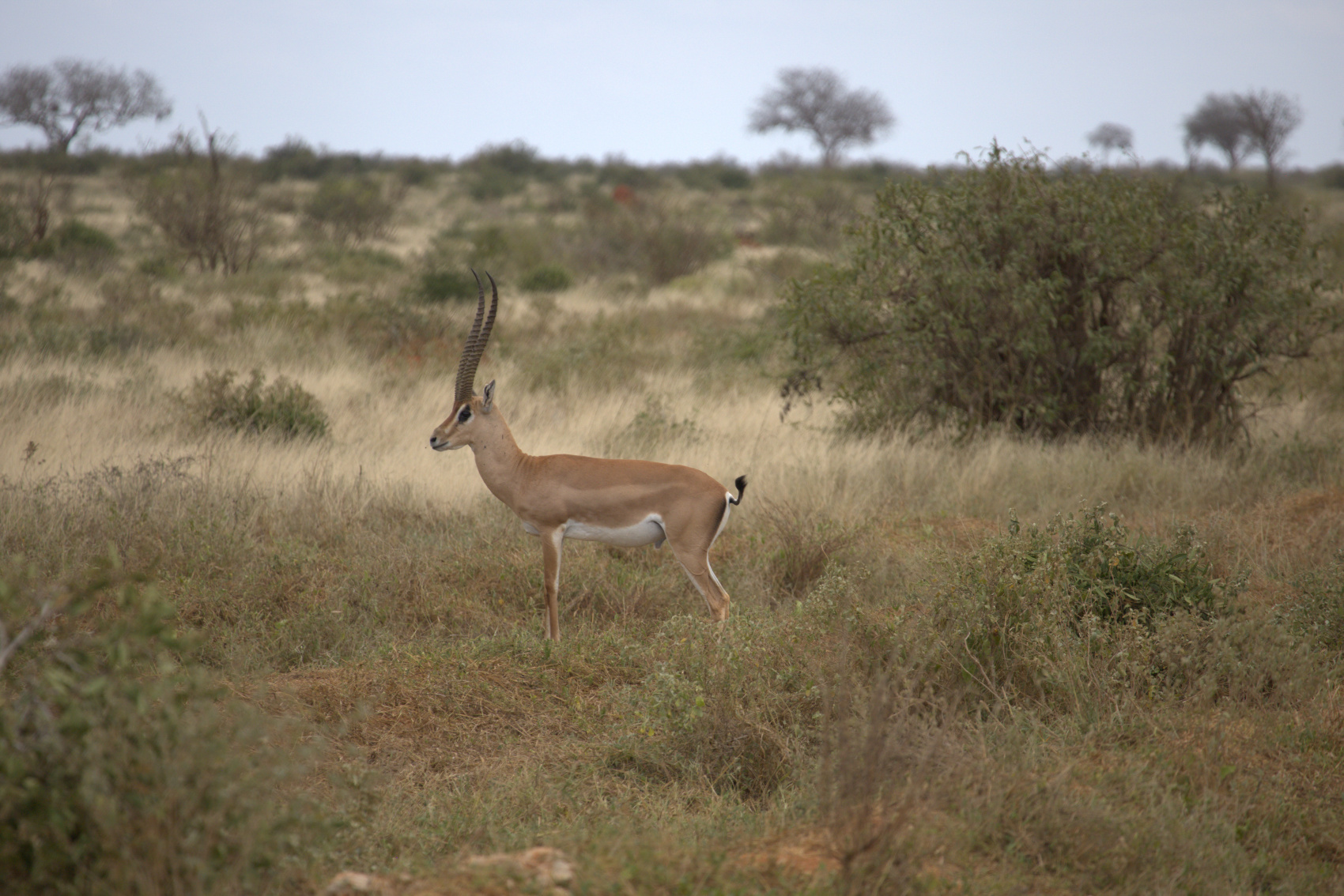 Кения Сафари+Океан (2/40)