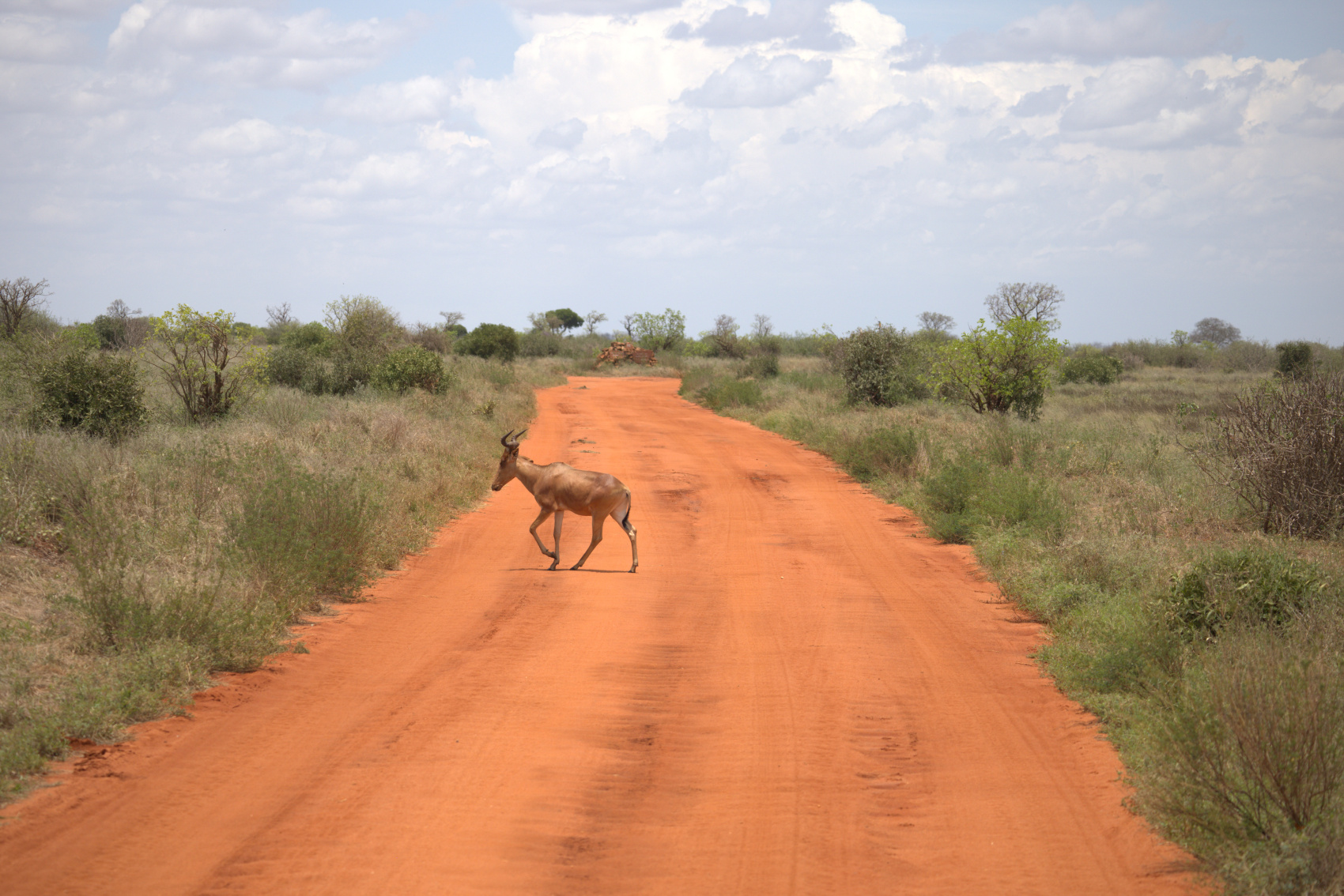 Кения Сафари+Океан (5/40)