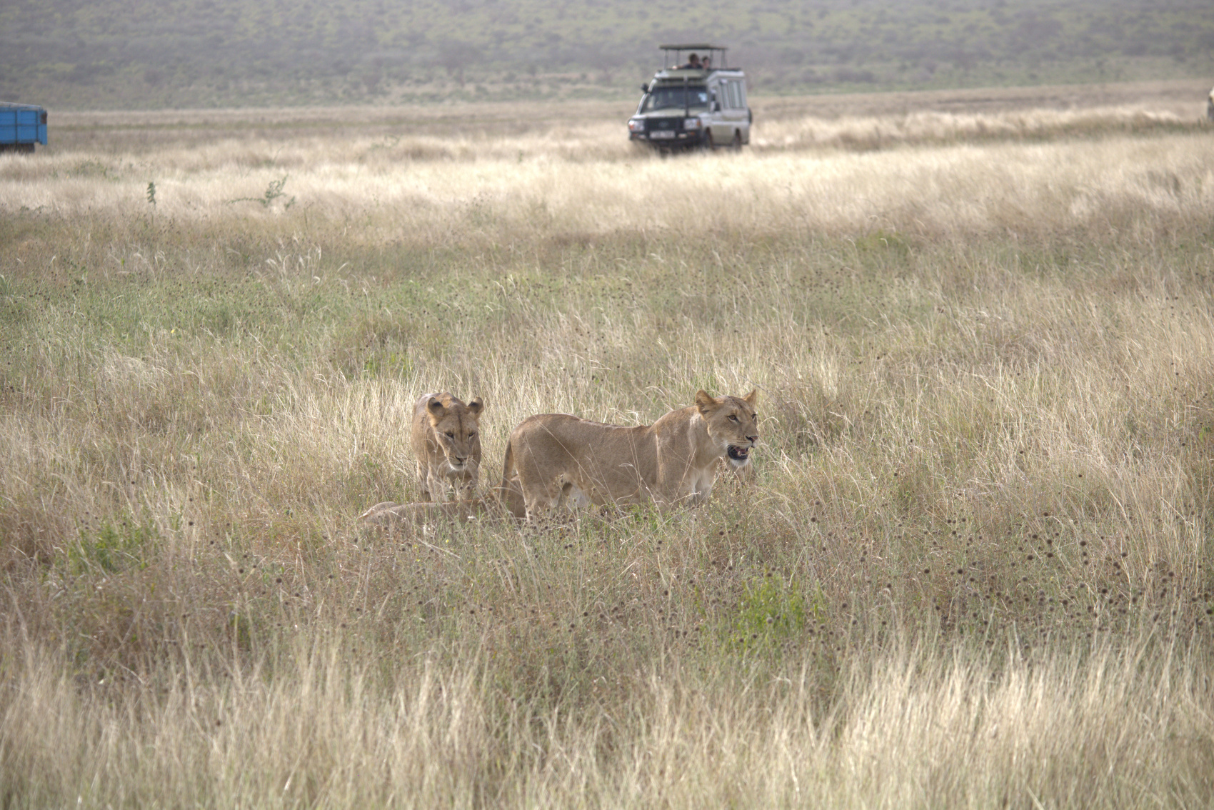 Кения Сафари+Океан (7/40)