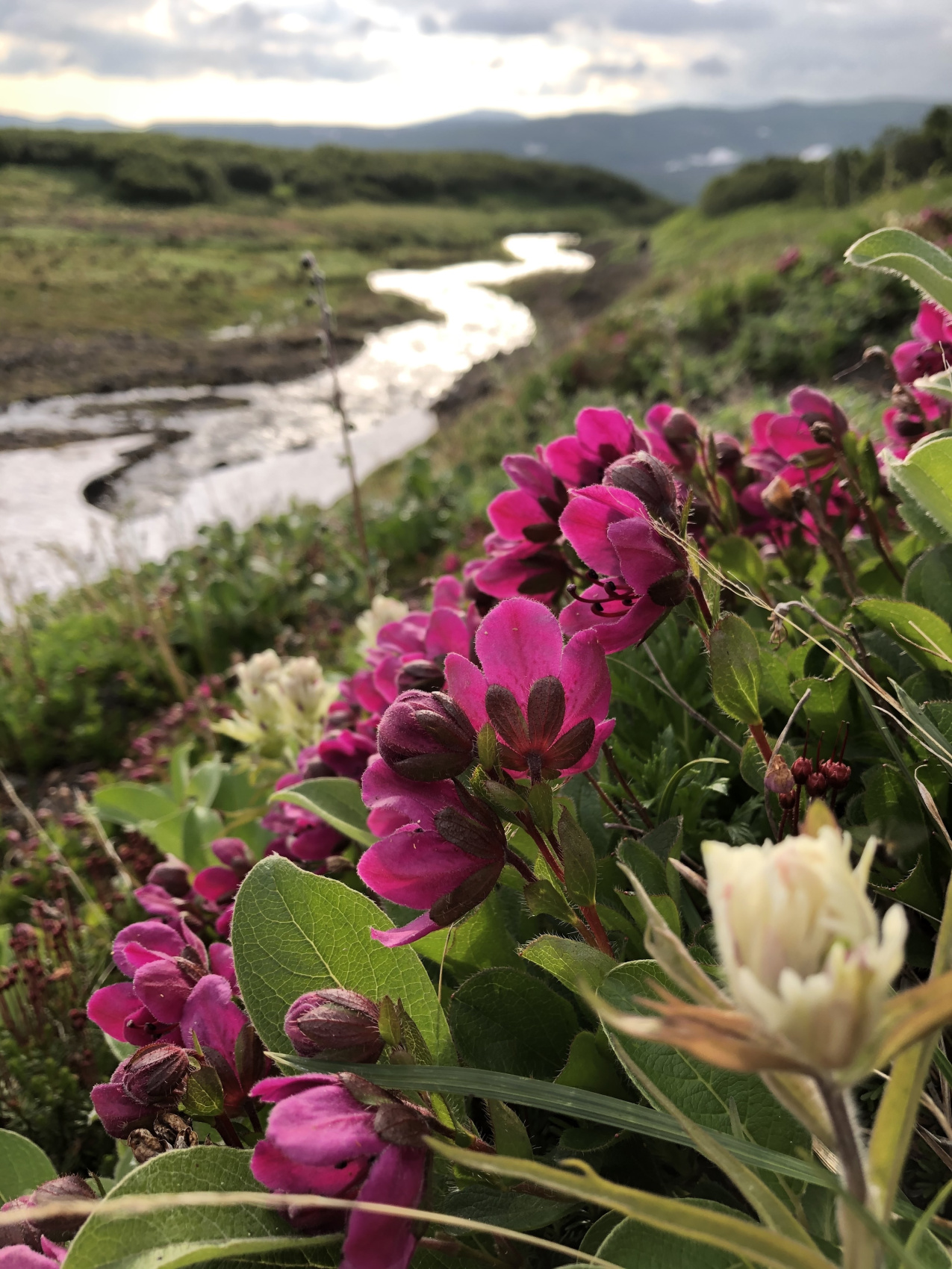 Камчатка: медведи, океан, серфинг, вулканы и термы (7 дней) (2/22)