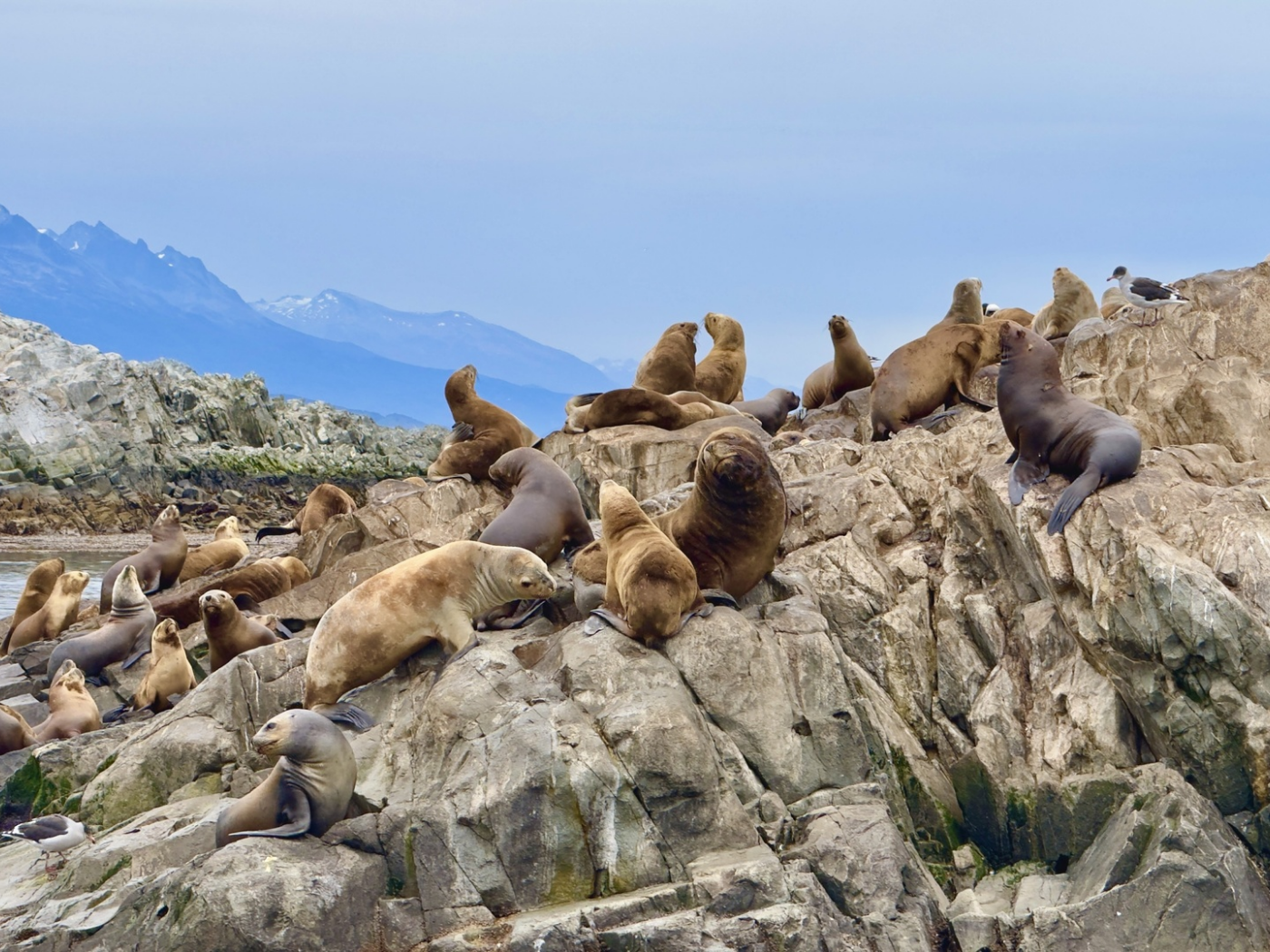 Патагония от океана до ледников: Чили и Аргентина в одном туре (9/35)