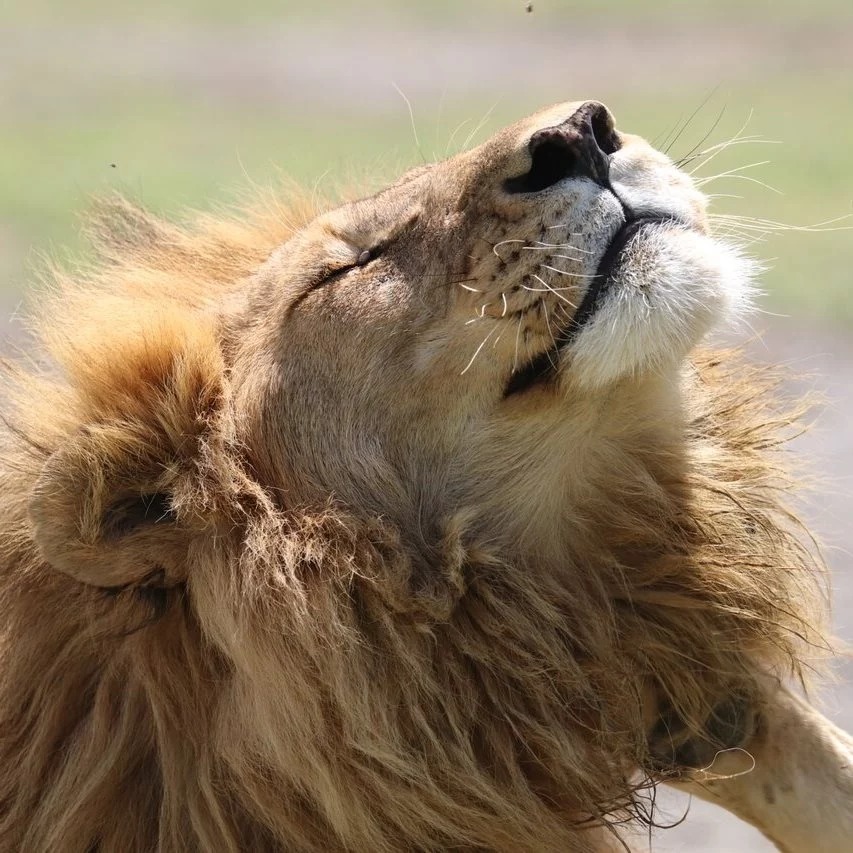 Незабываемое 6-дневное сафари в Кении: сафари, верховая езда и многое другое (9/29)