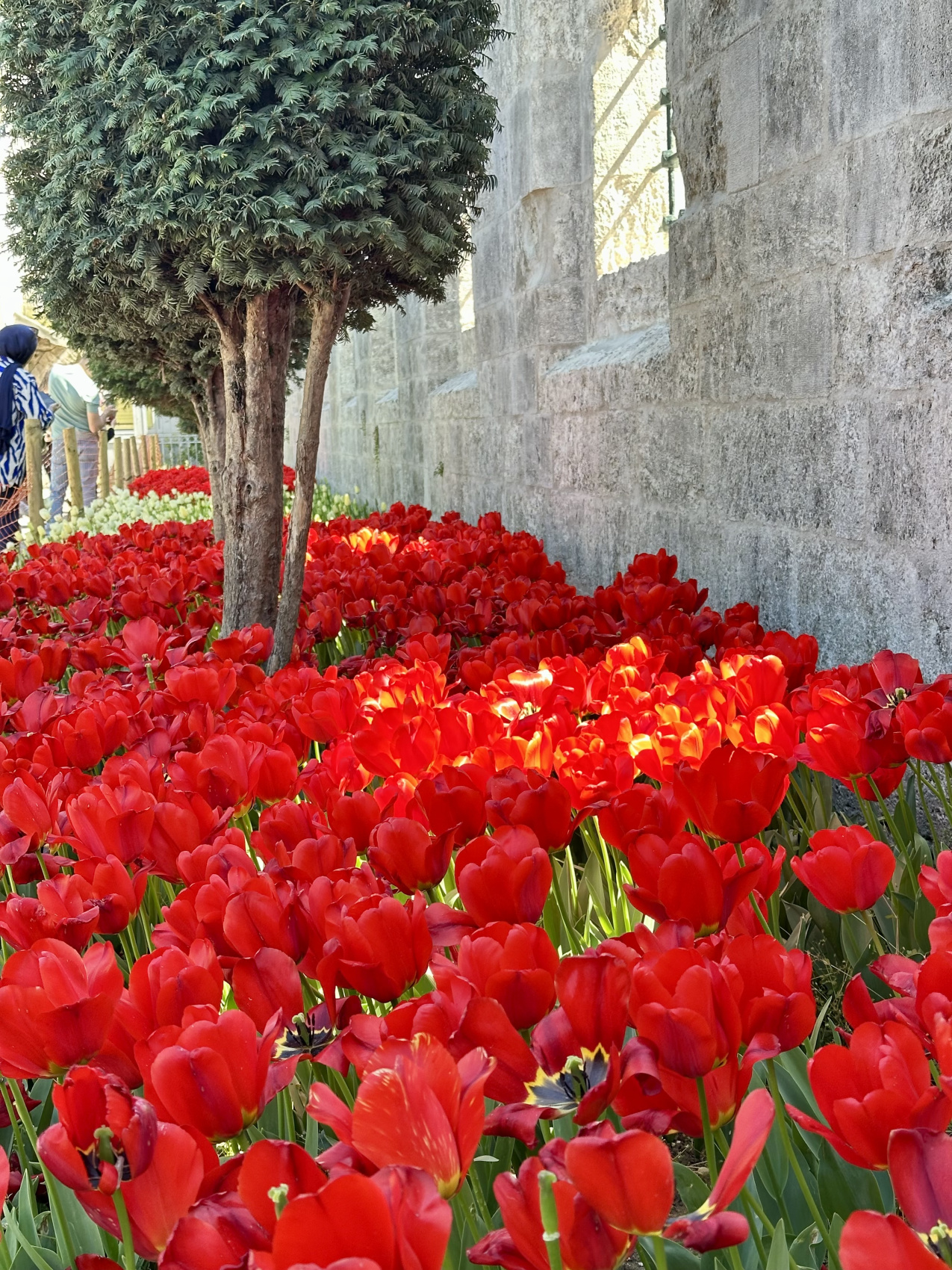 Стамбул с местной жительницей! (6/67)
