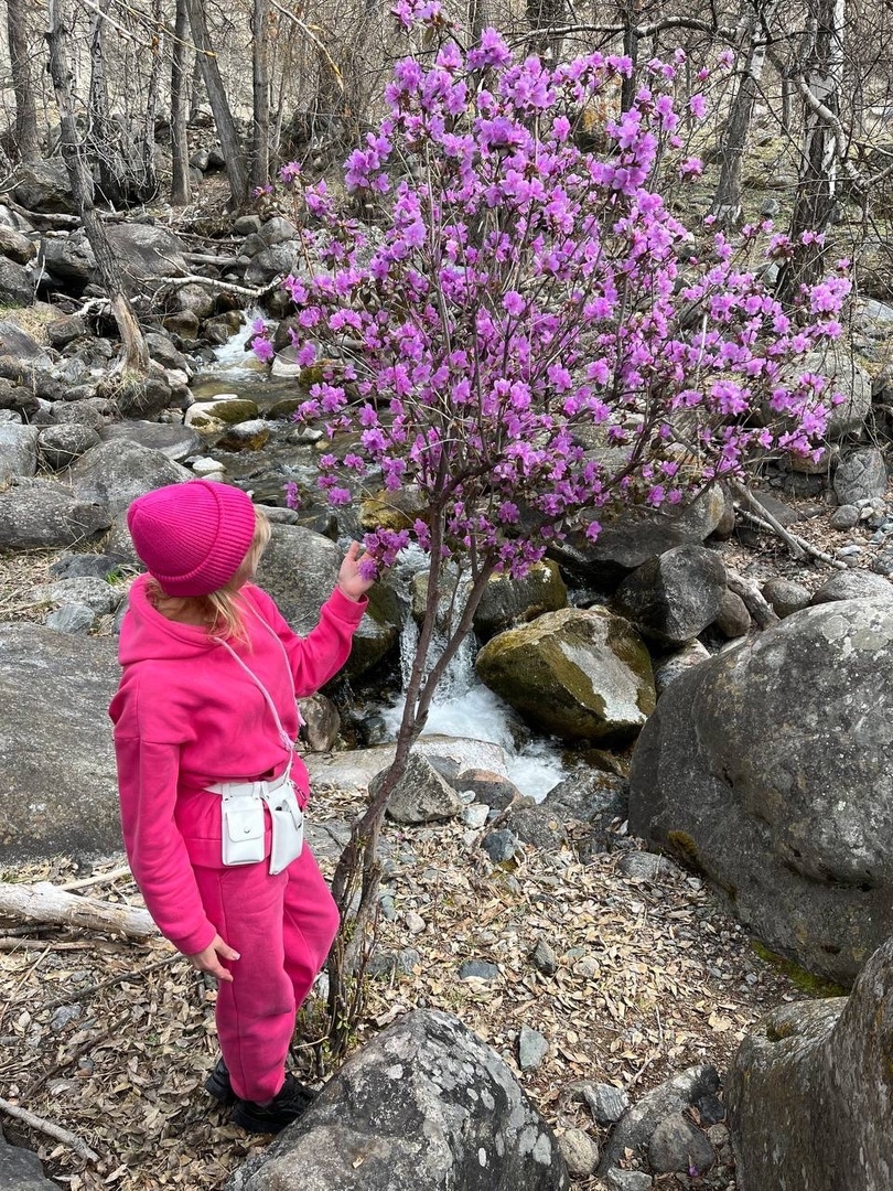 Цветение маральника и Нижняя Катунь (1/16)
