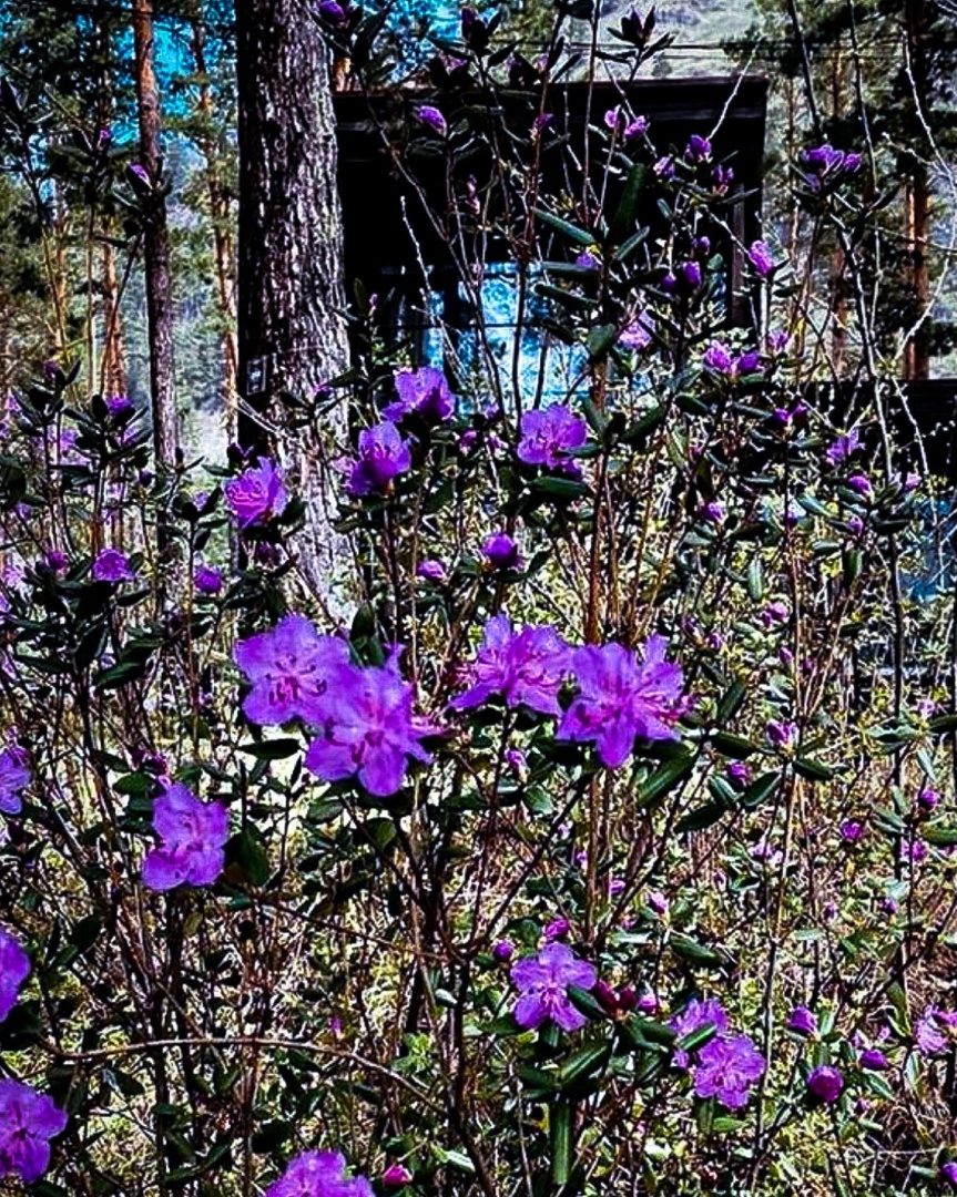 Цветение маральника и Нижняя Катунь (2/16)