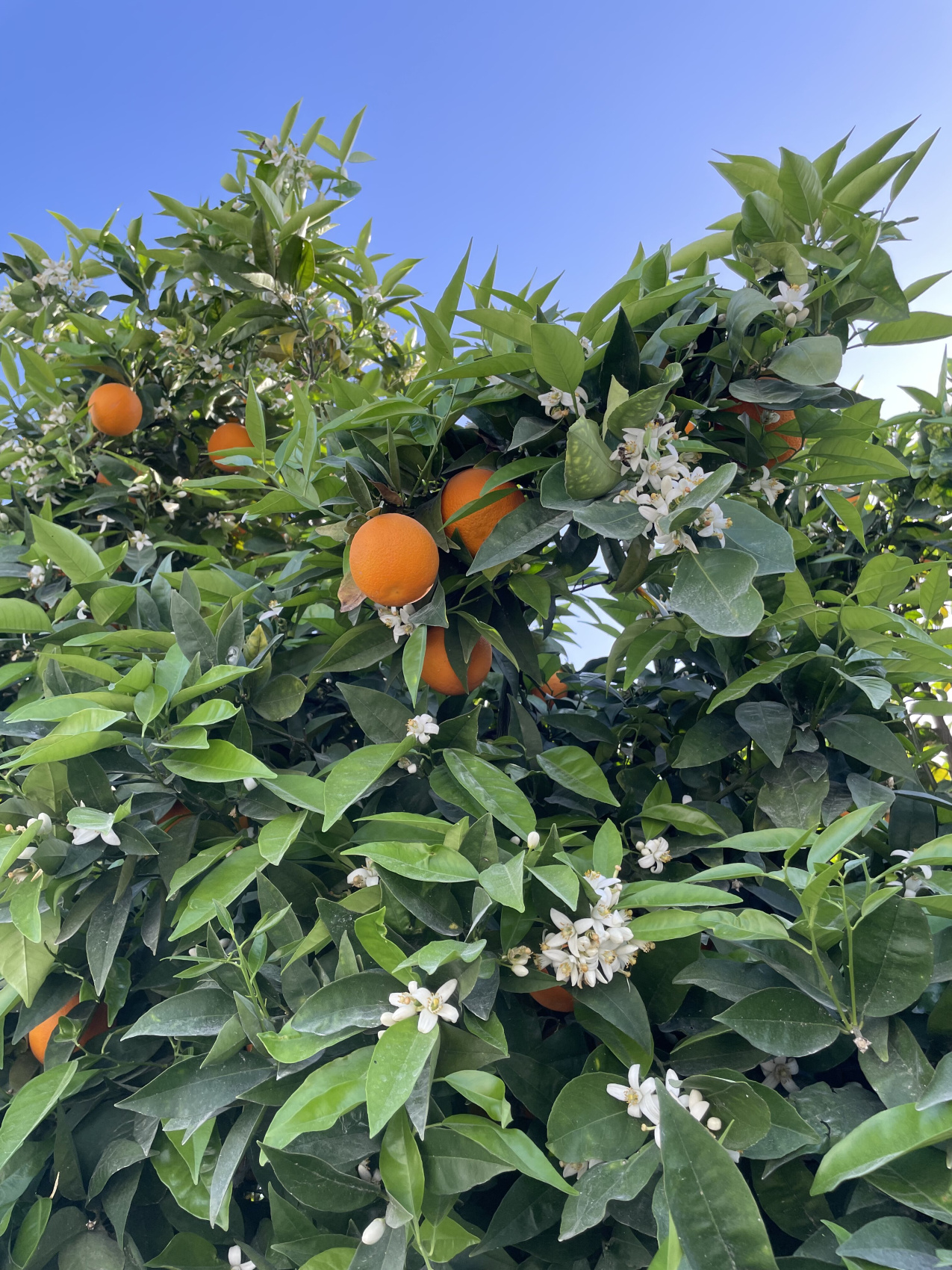 Ликийская тропа. Центральная часть (5/28)