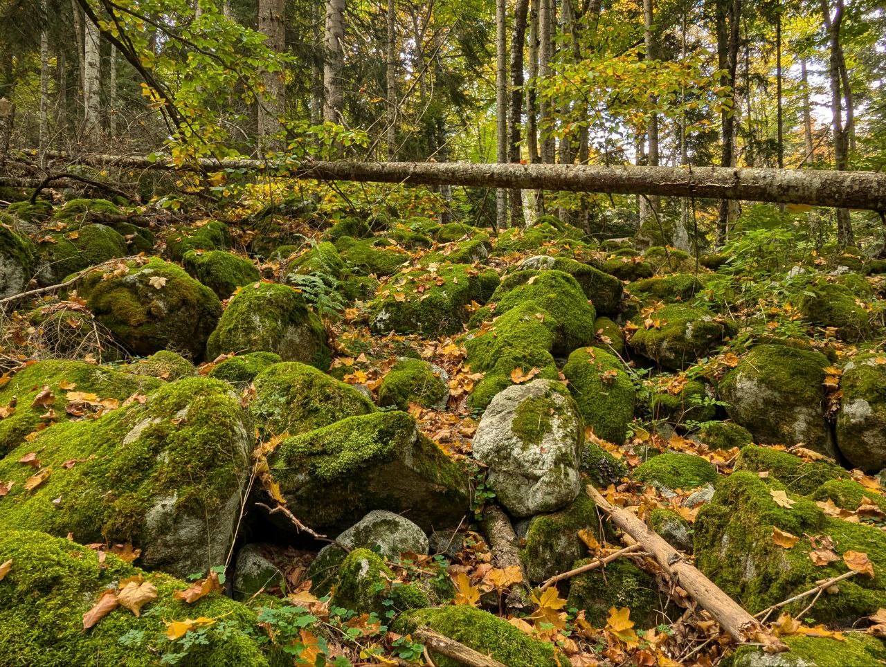Настроение - Горы! Активный тур по Карачаево-Черкесии! (11/116)