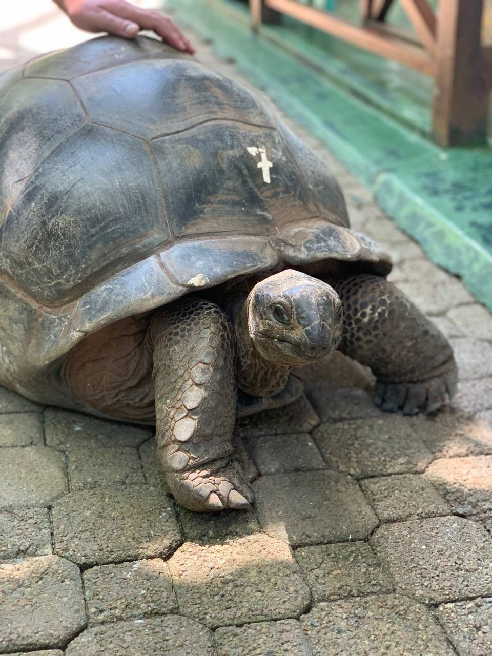 Сейшелы 8 дней. От лазурных берегов до зеленых холмов (7/47)