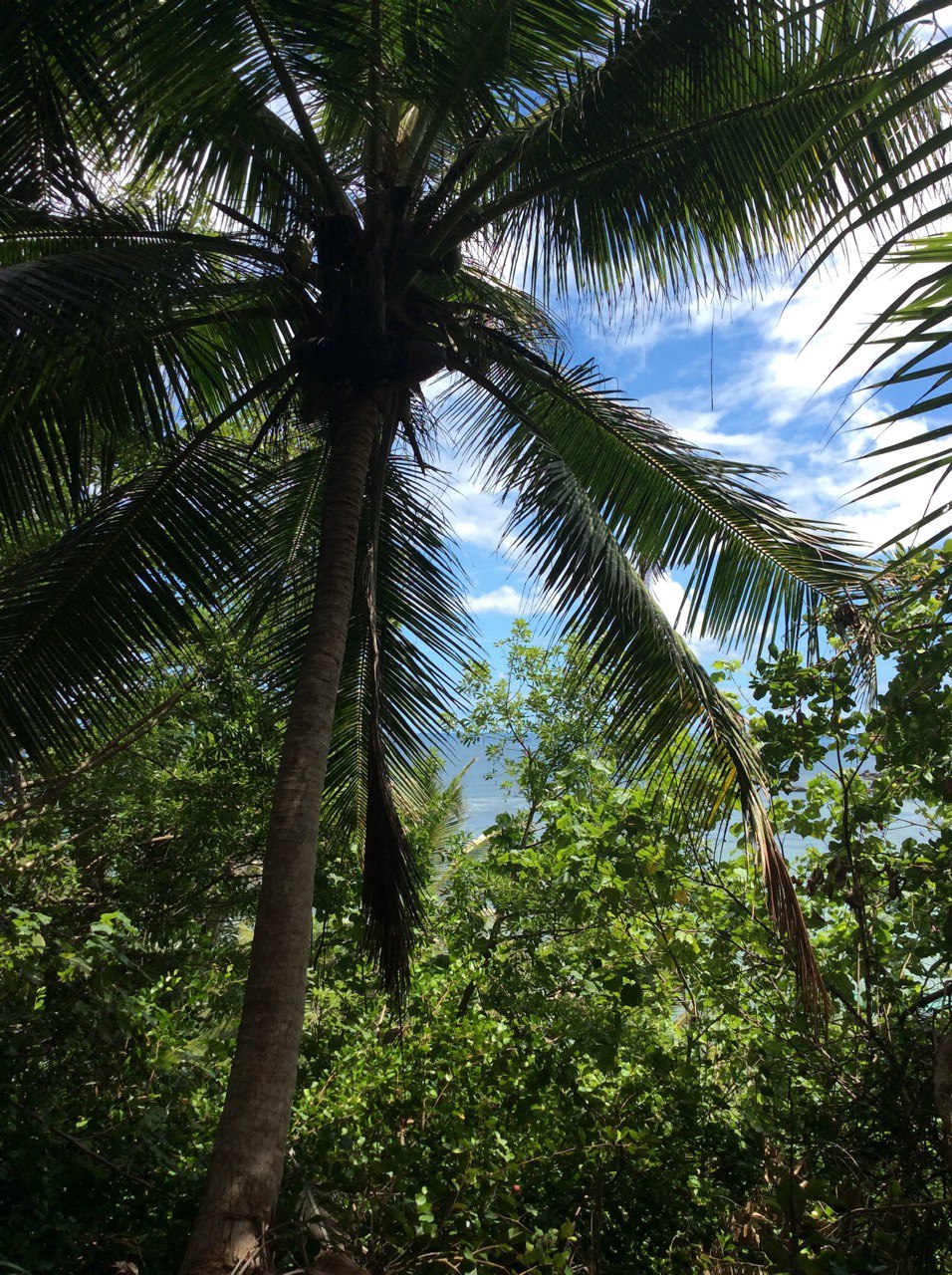 Сейшелы 8 дней. От лазурных берегов до зеленых холмов (18/47)