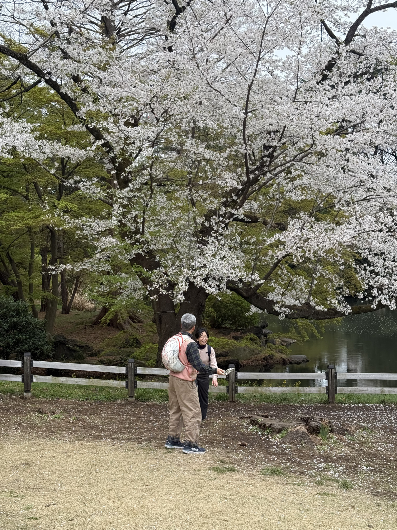 Индивидуальный семейный Тур В Японию (23/35)