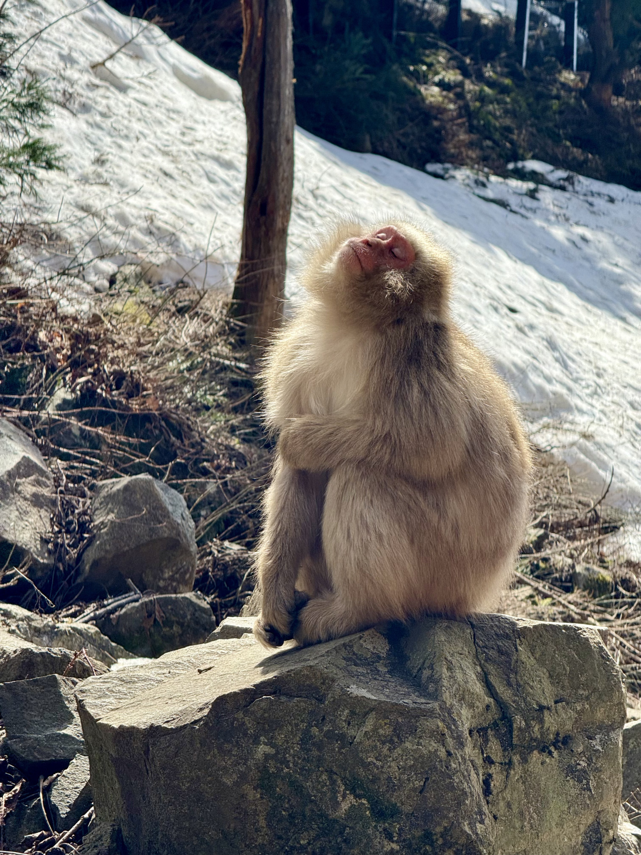 Индивидуальный семейный Тур В Японию (8/35)