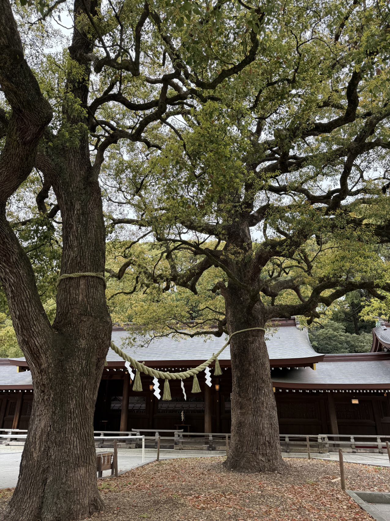 Индивидуальный семейный Тур В Японию (19/35)