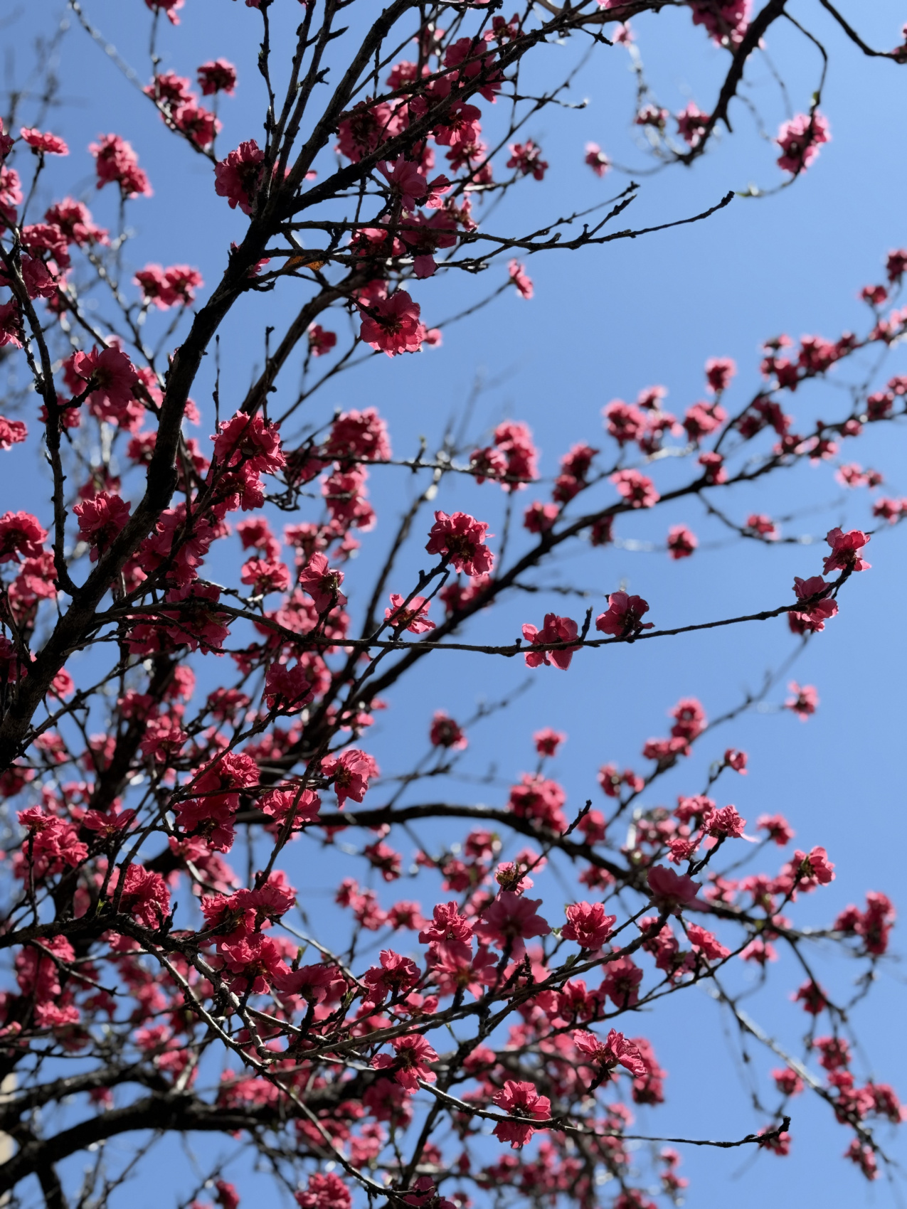 Индивидуальный семейный Тур В Японию (29/35)