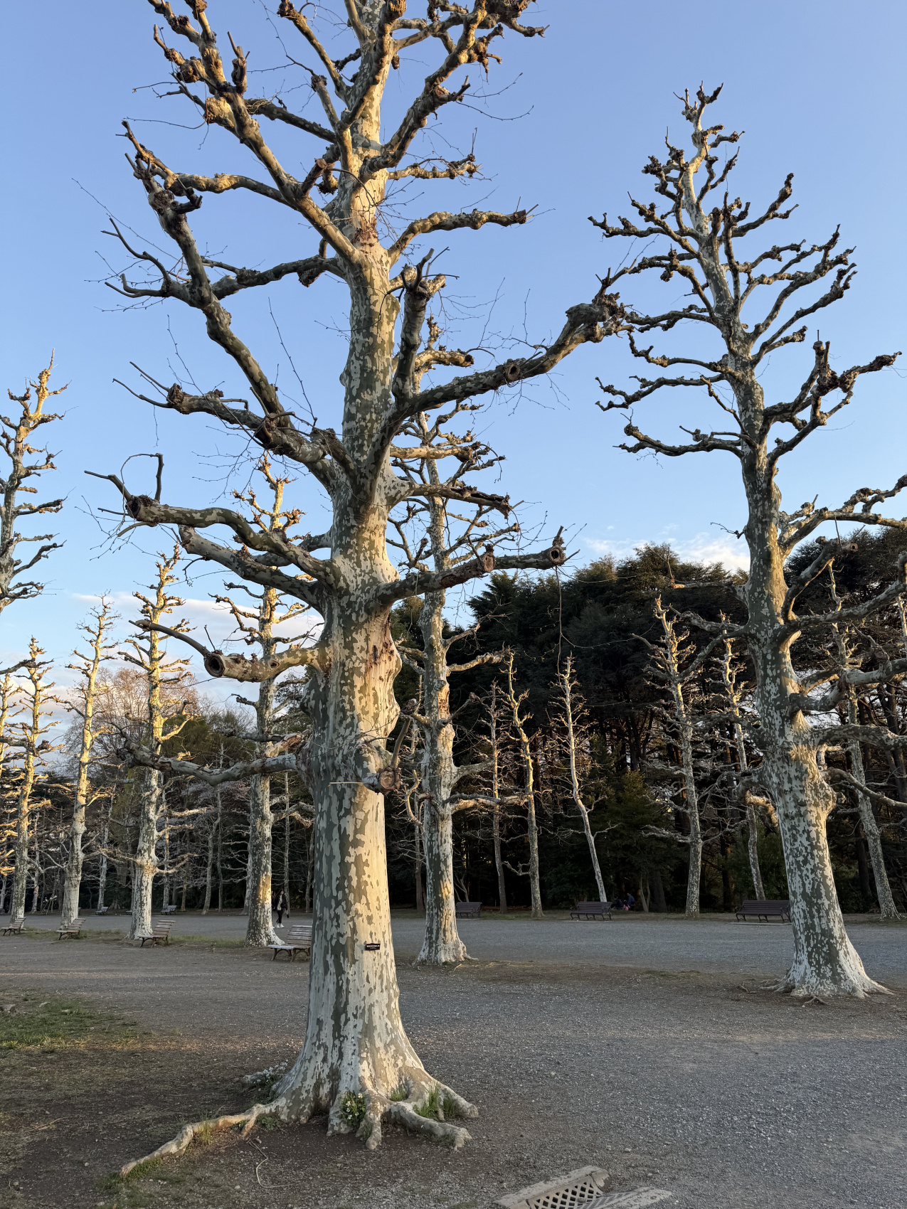 Индивидуальный семейный Тур В Японию (24/35)