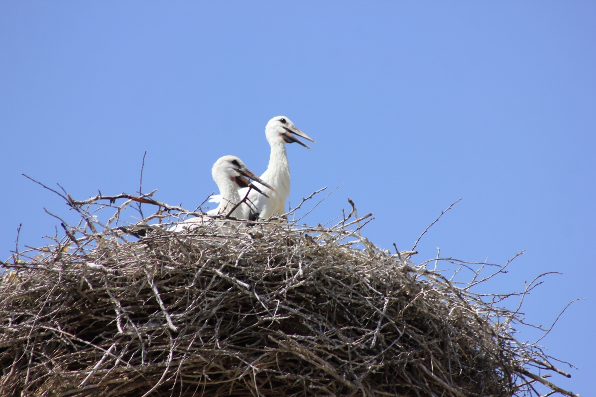 АРМЕНИЯ, о которой вы не знали (Лорийская и Тавушская области)  (24/100)