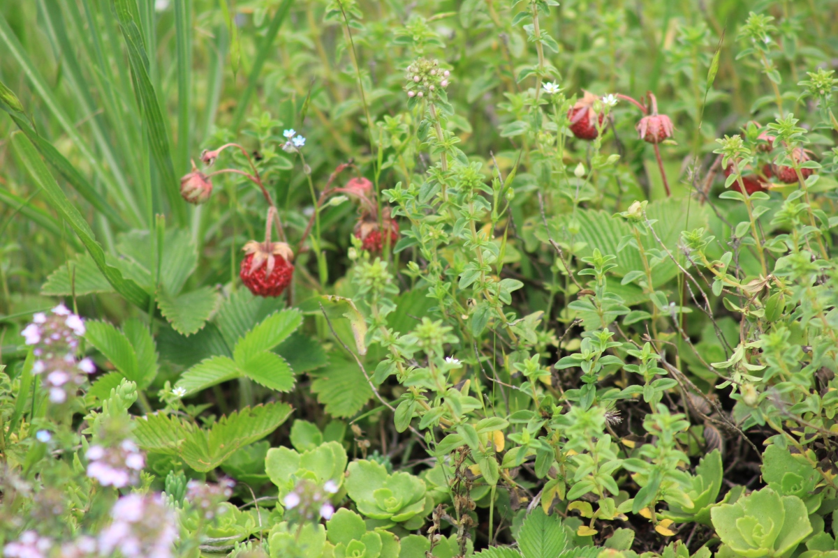 АРМЕНИЯ, о которой вы не знали (Лорийская и Тавушская области)  (29/100)