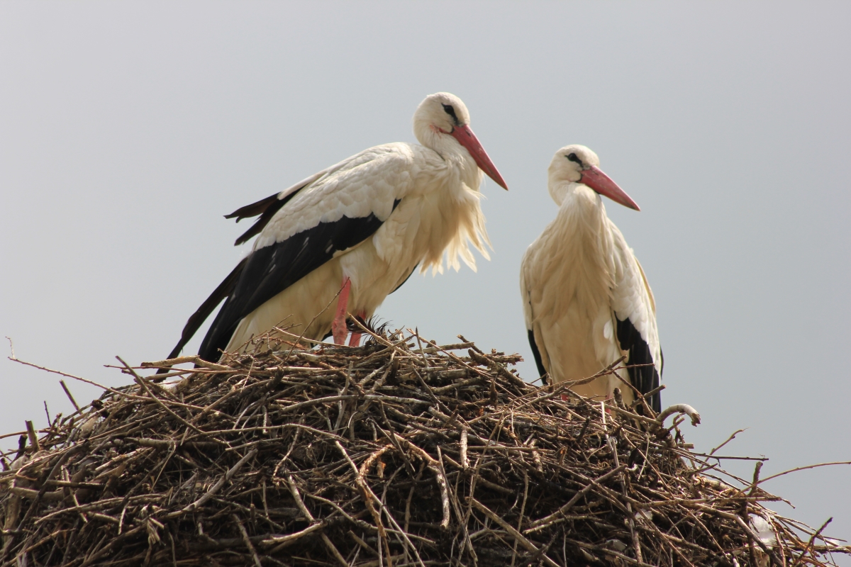 АРМЕНИЯ, о которой вы не знали (Лорийская и Тавушская области)  (31/100)