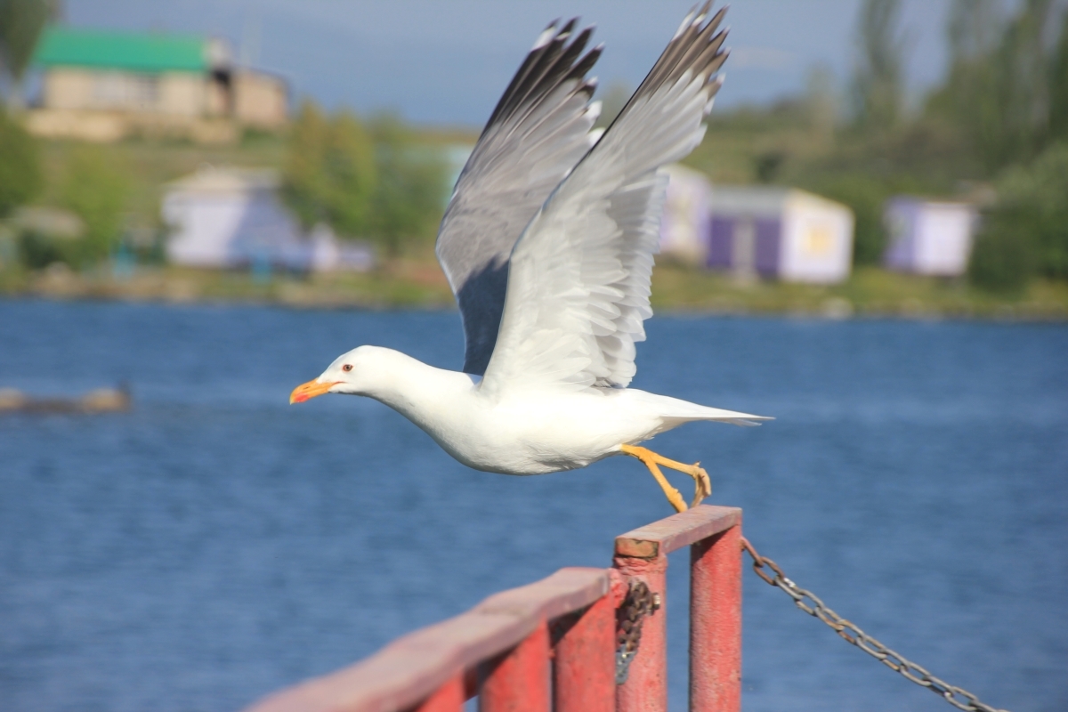 АРМЕНИЯ, о которой вы не знали (Лорийская и Тавушская области)  (58/100)