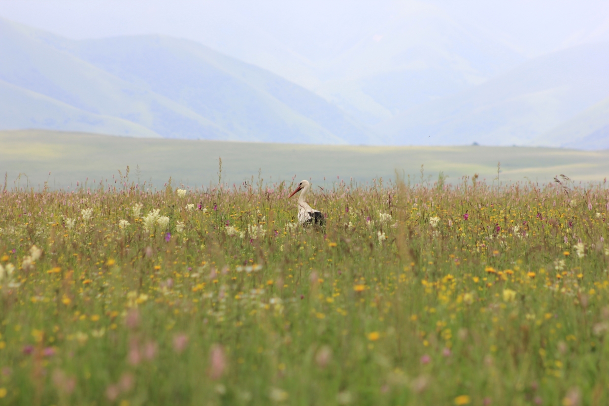 АРМЕНИЯ, о которой вы не знали (Лорийская и Тавушская области)  (28/100)