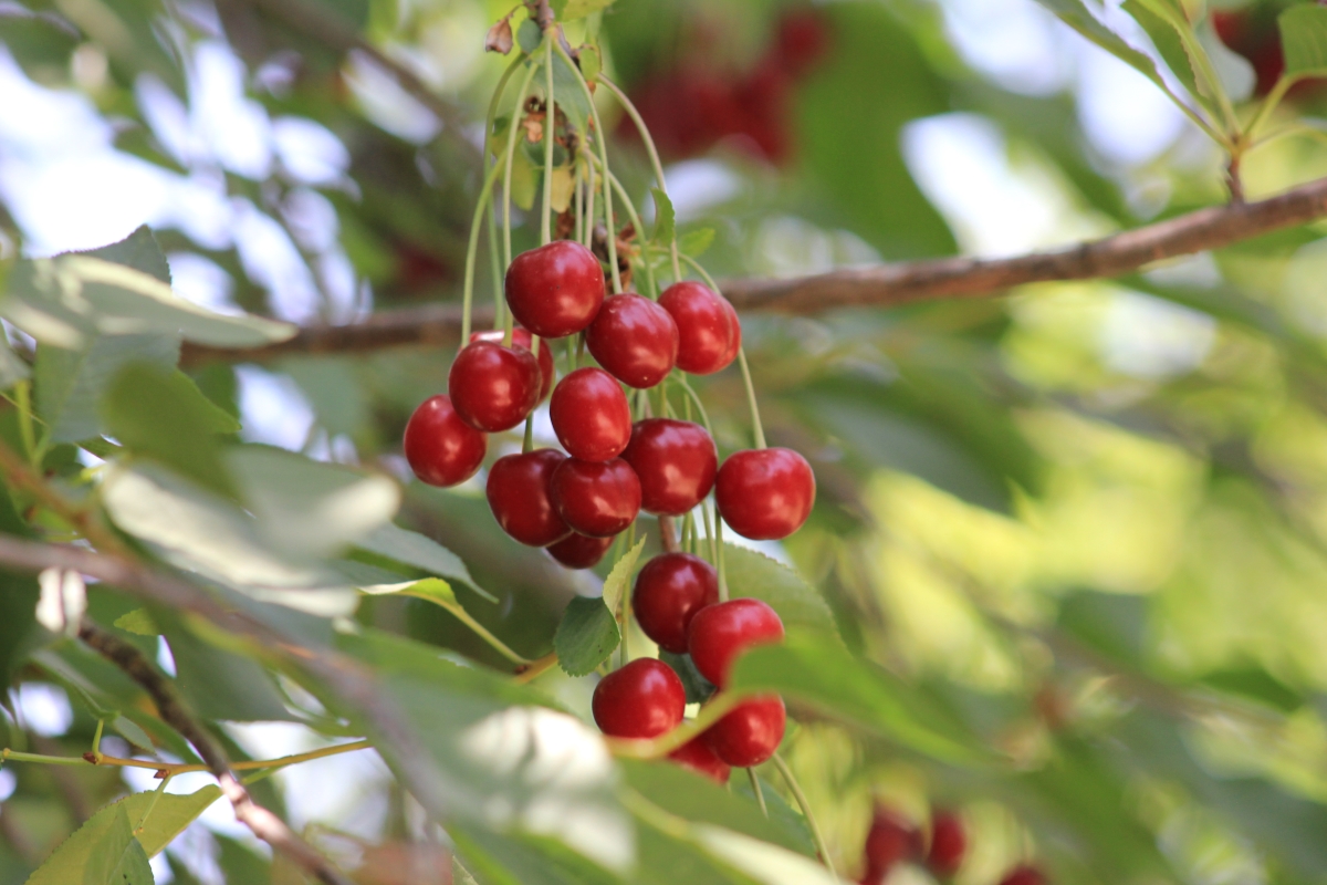 АРМЕНИЯ, о которой вы не знали (Лорийская и Тавушская области)  (25/100)