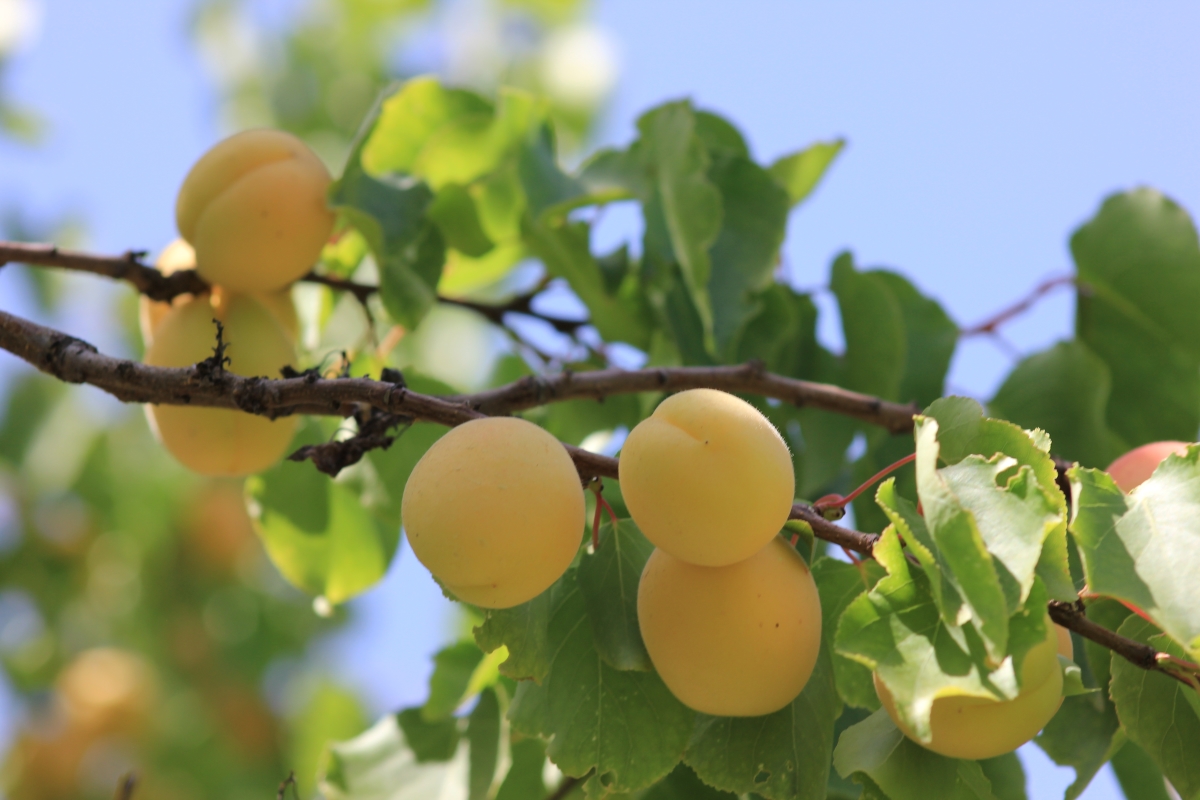 АРМЕНИЯ, о которой вы не знали (Лорийская и Тавушская области)  (23/100)