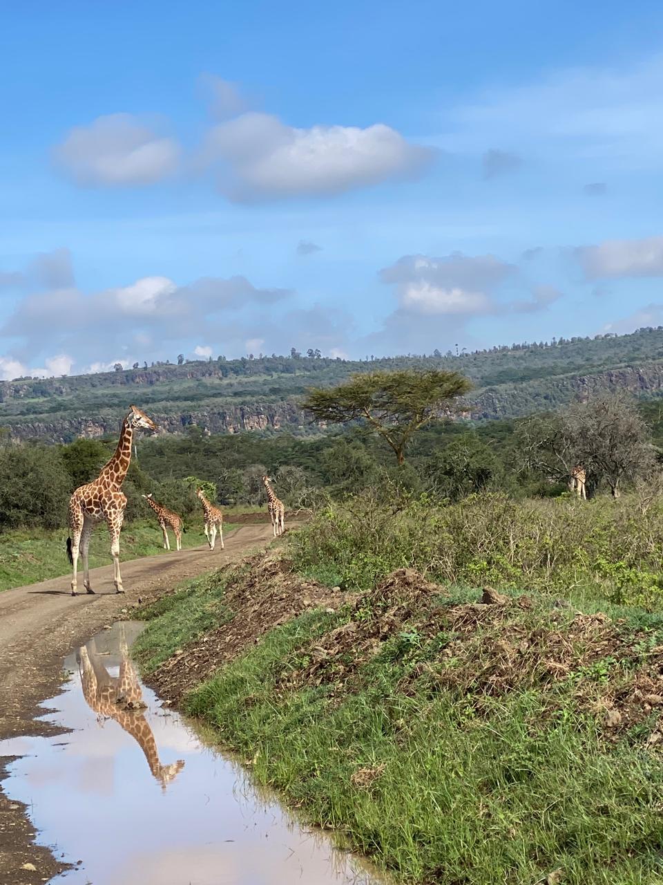 Трехдневное сафари по дикой природе Амбосели: познакомьтесь с «большой пятеркой» Африки (5/7)