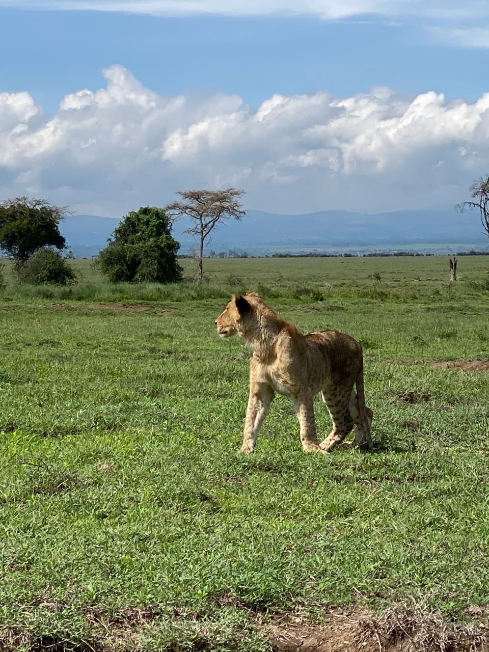 Трехдневное сафари по дикой природе Амбосели: познакомьтесь с «большой пятеркой» Африки (6/7)