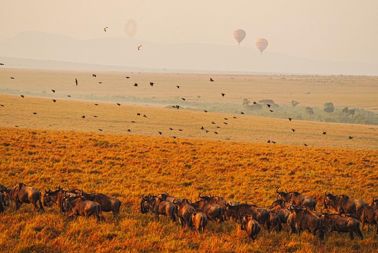 Трехдневное сафари по дикой природе Амбосели: познакомьтесь с «большой пятеркой» Африки (7/7)