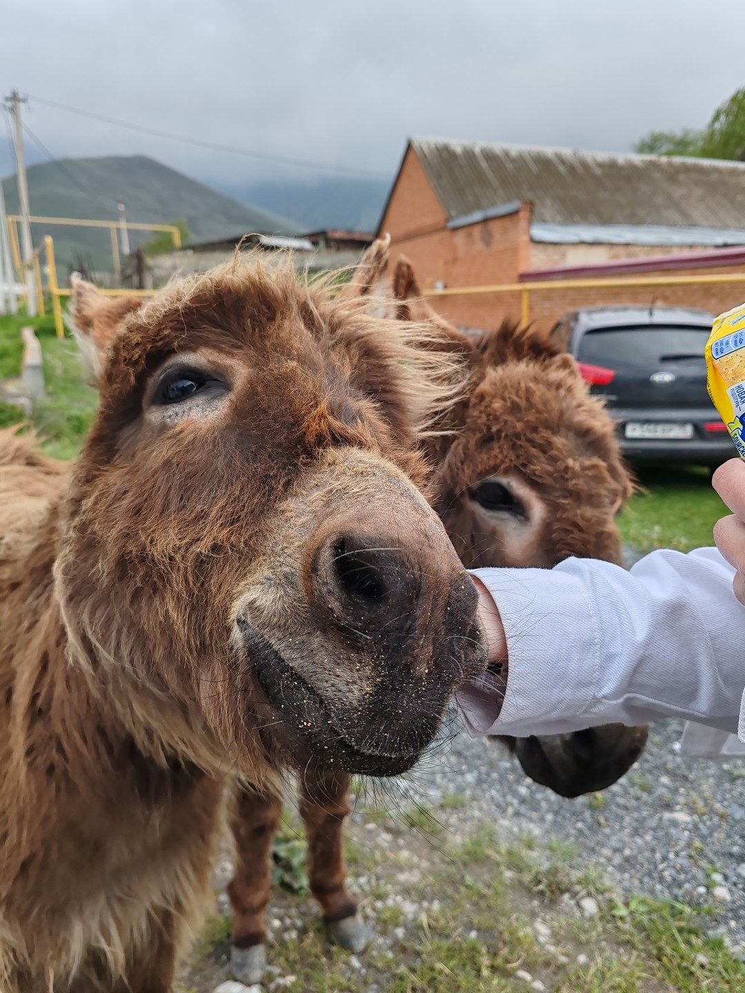 Эпическое путешествие по Кавказу за 5 дней. Из Владикавказа (57/128)