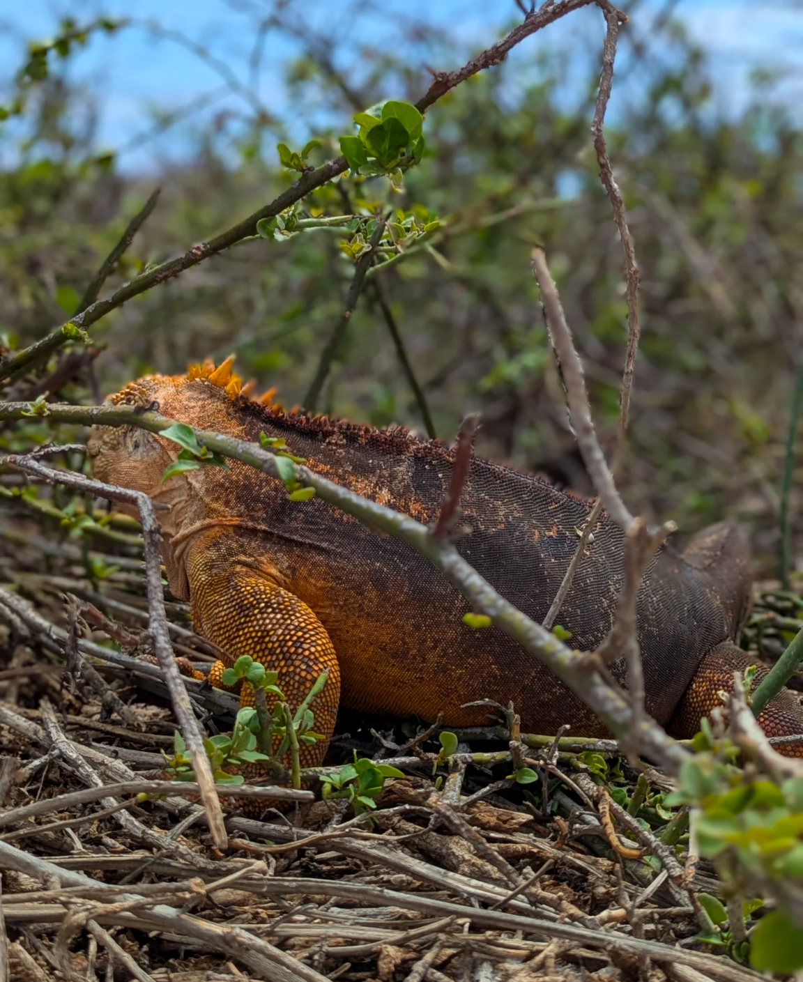 Колумбия, Эквадор и Галапагосы: 15 дней из  National Geographic (29/69)