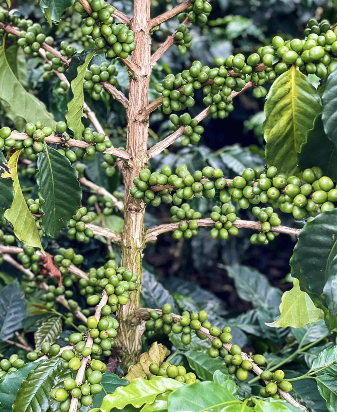 Колумбия, Эквадор и Галапагосы: 15 дней из  National Geographic (15/69)