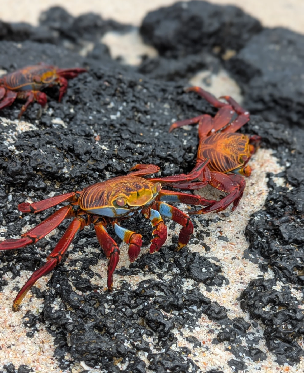 Колумбия, Эквадор и Галапагосы: 15 дней из  National Geographic (11/69)