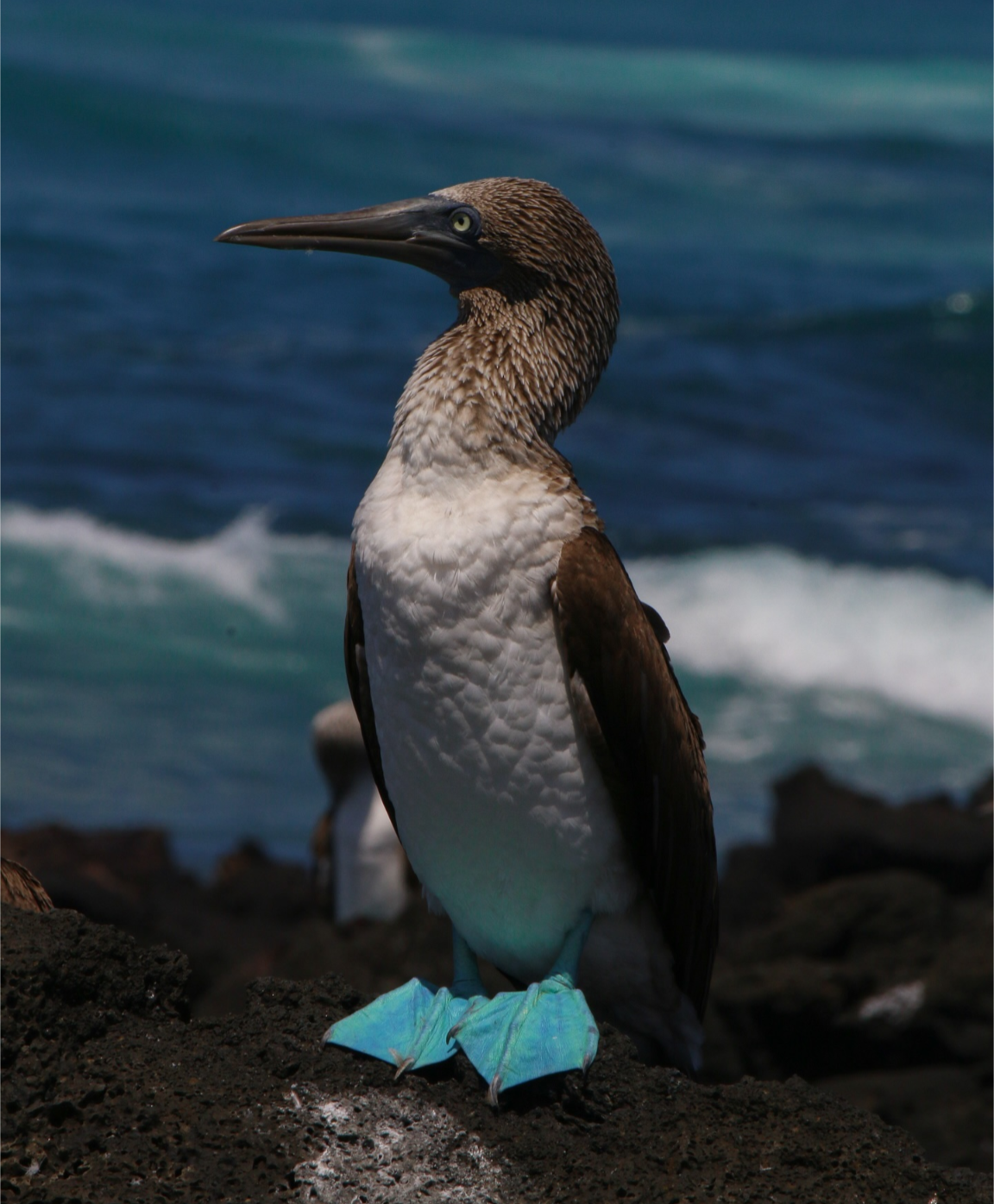 Колумбия, Эквадор и Галапагосы: 15 дней из  National Geographic (2/69)