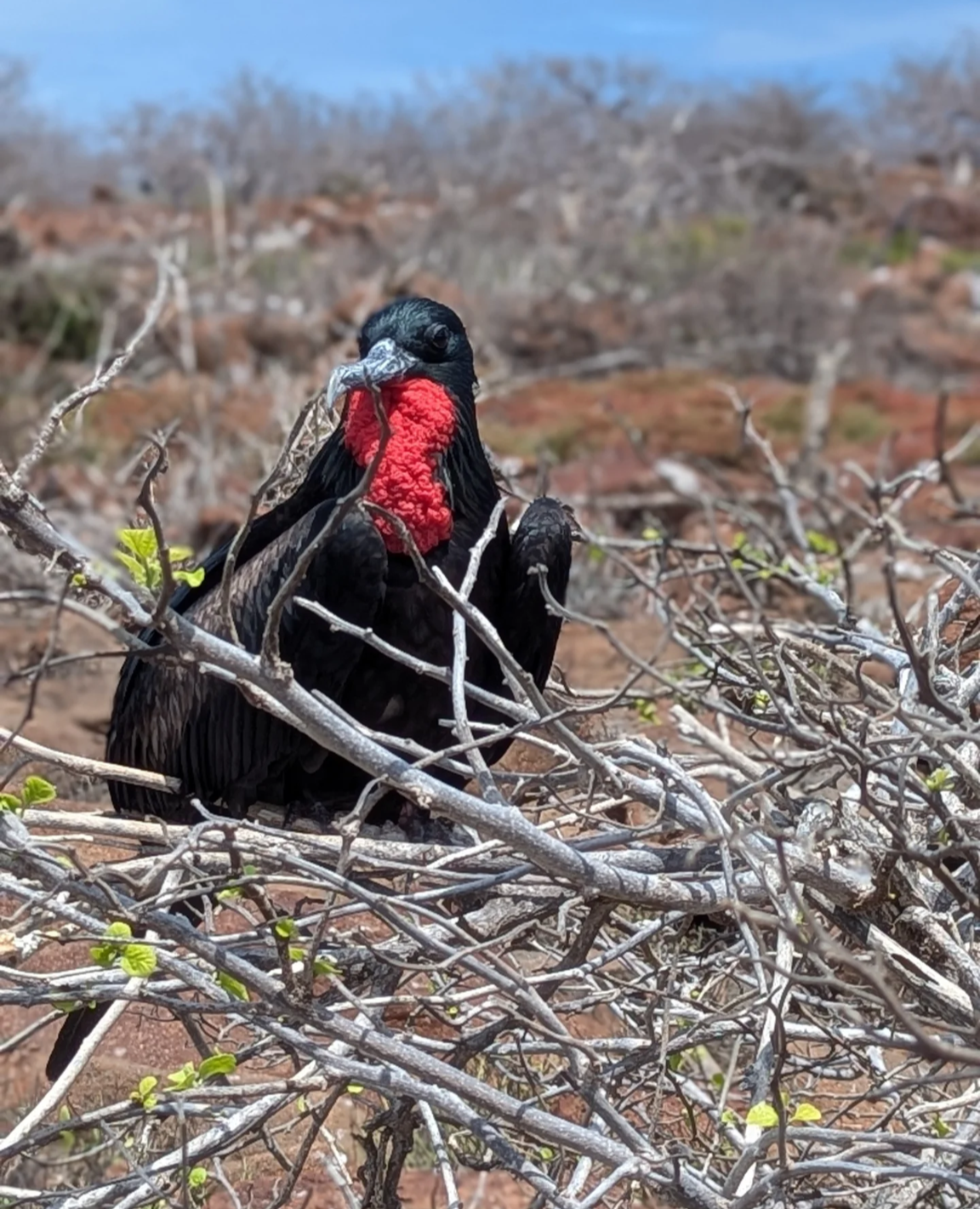 Колумбия, Эквадор и Галапагосы: 15 дней из  National Geographic (31/69)