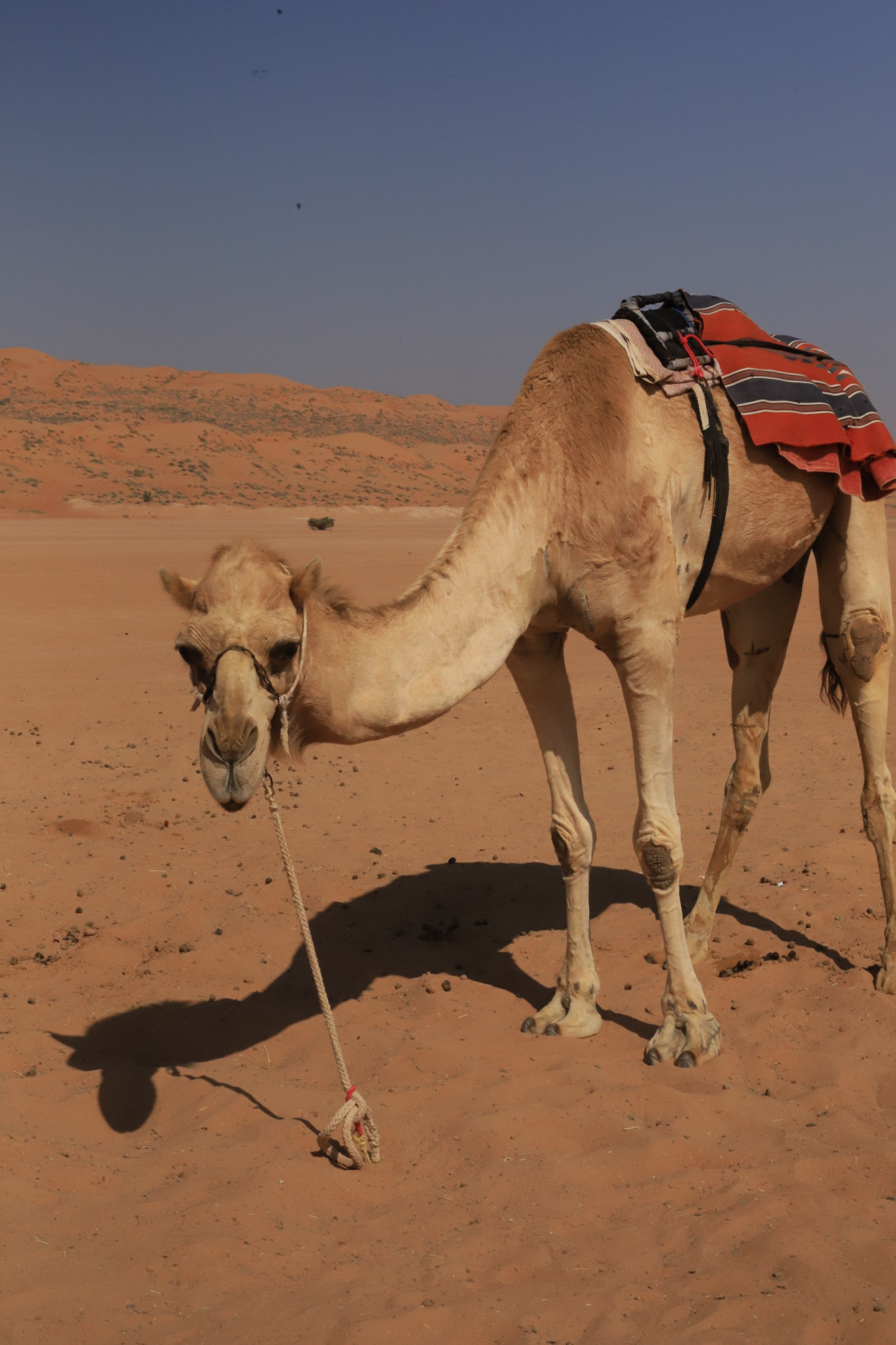 Между дюнами и мечтой. Майские каникулы в сказочном Омане (14/66)
