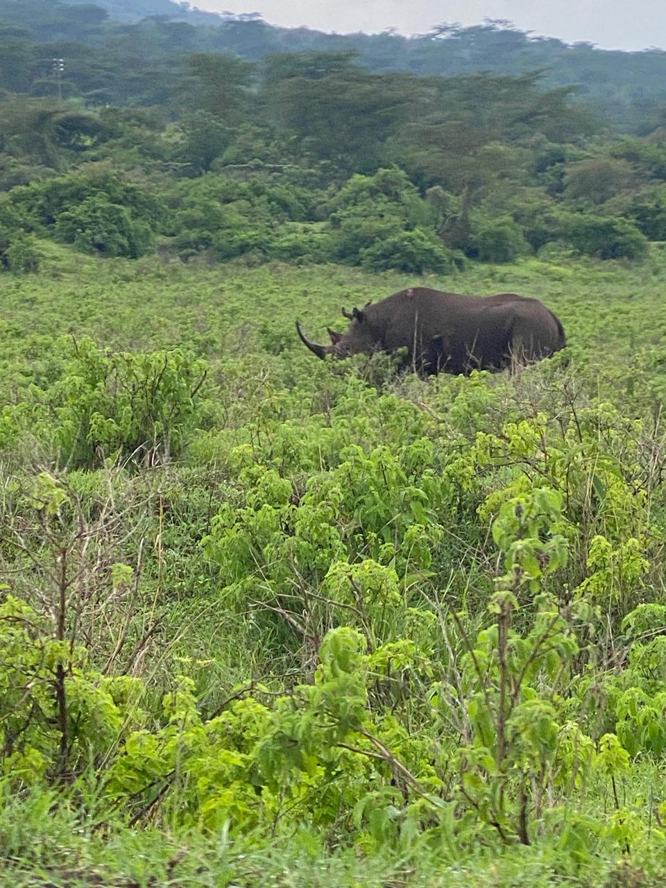 Незабываемое 6-дневное сафари: редкая дикая природа и великая миграция (7/8)