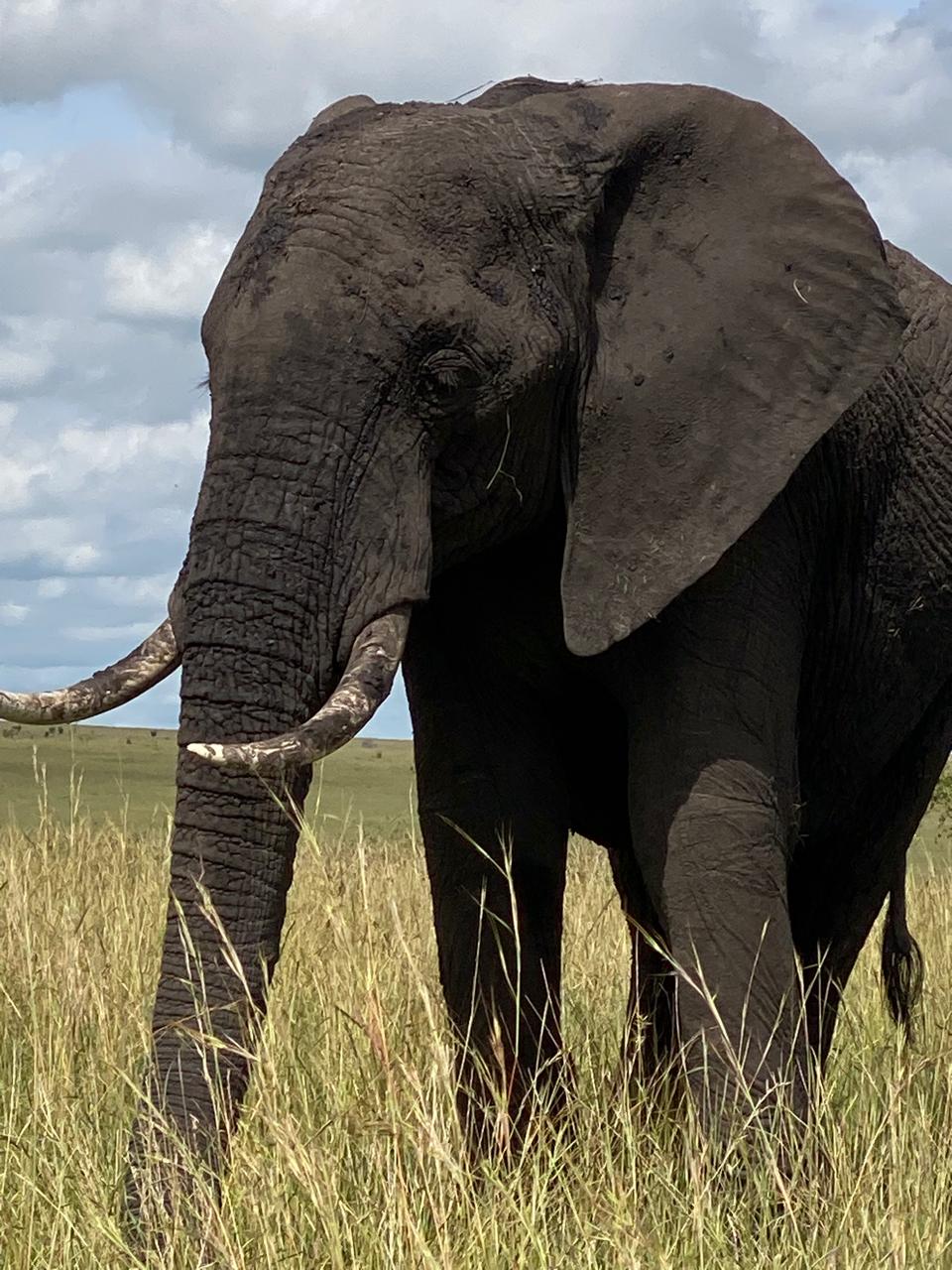 Незабываемое 6-дневное сафари: редкая дикая природа и великая миграция (6/8)