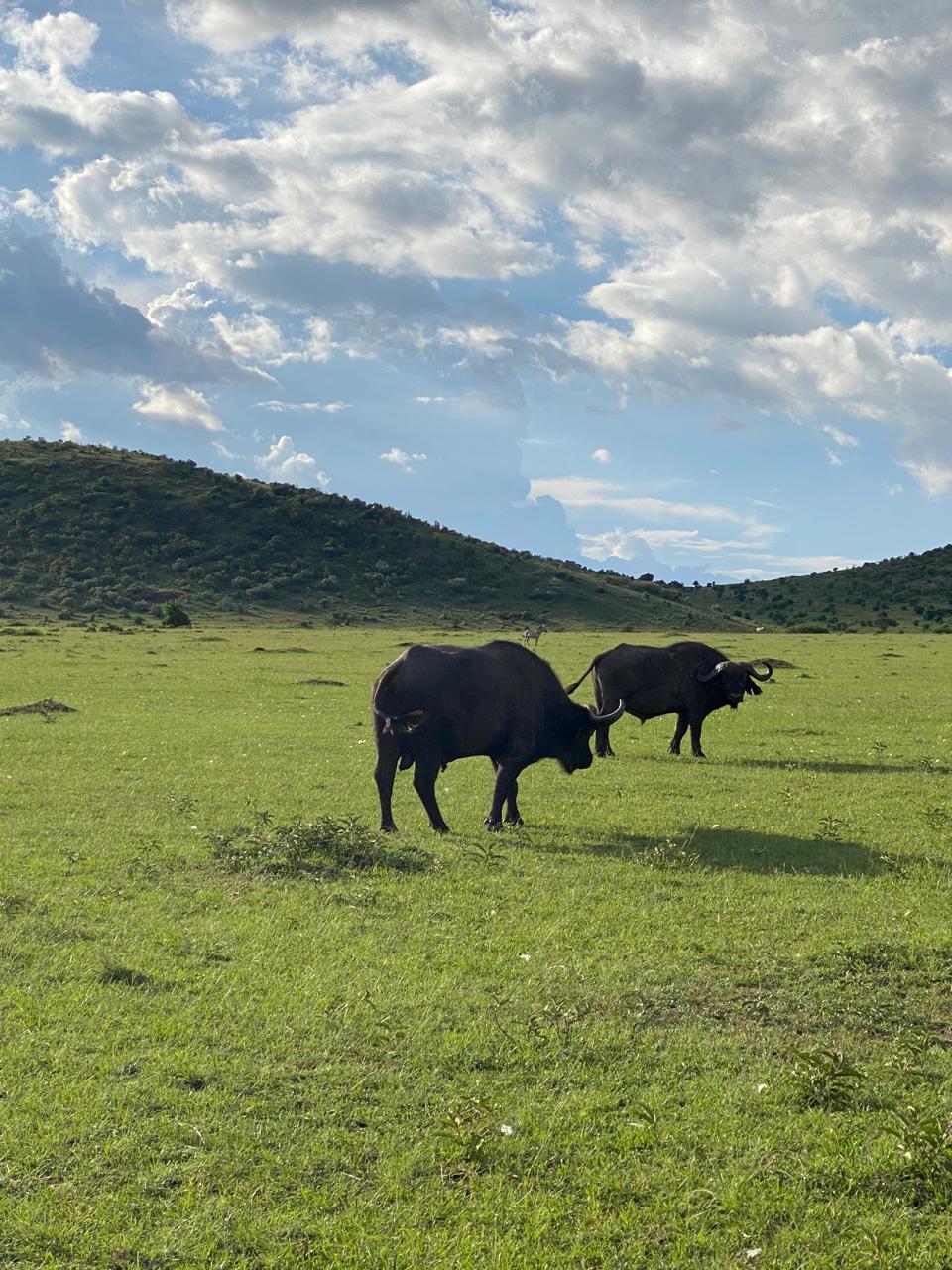 Незабываемое 6-дневное сафари: редкая дикая природа и великая миграция (2/8)