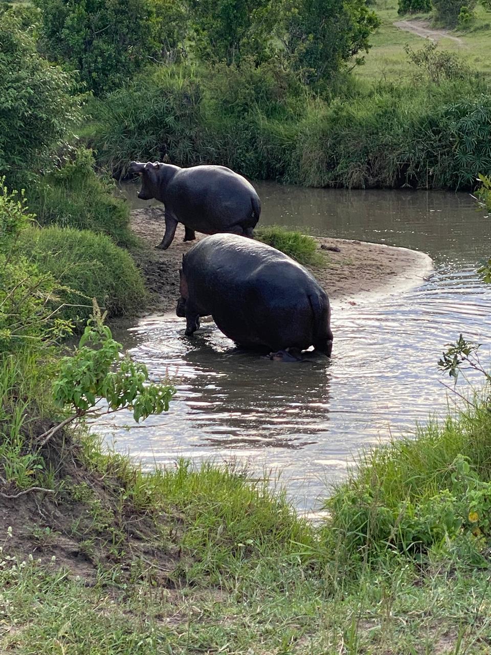 Незабываемое 6-дневное сафари: редкая дикая природа и великая миграция (4/8)
