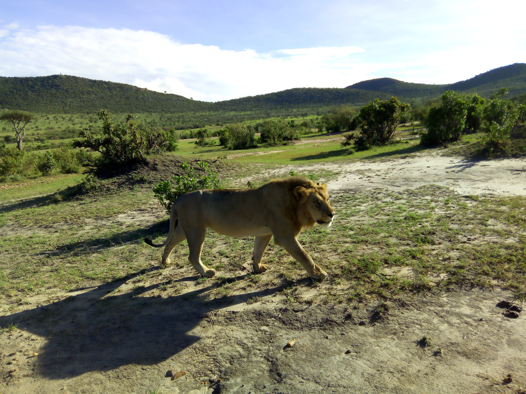 По следам величия: от Самбуру до реки Мара — кенийская сафари-одиссея (7/8)