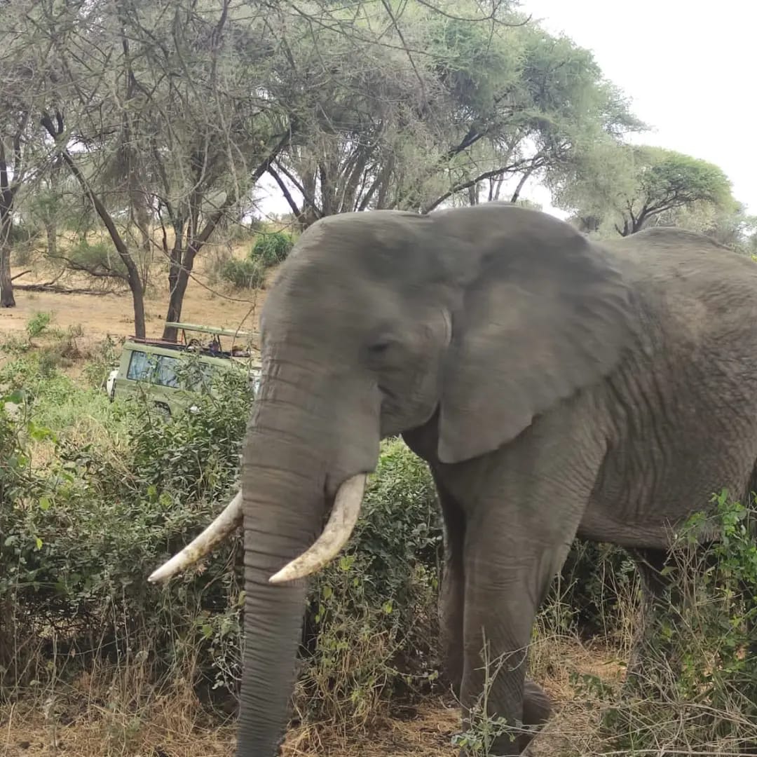 По следам величия: от Самбуру до реки Мара — кенийская сафари-одиссея (2/8)
