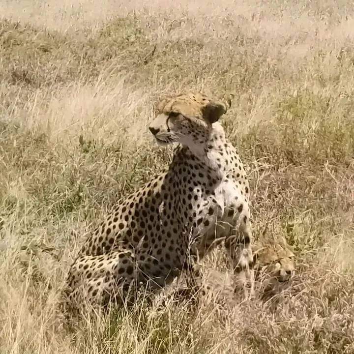 По следам величия: от Самбуру до реки Мара — кенийская сафари-одиссея (5/8)