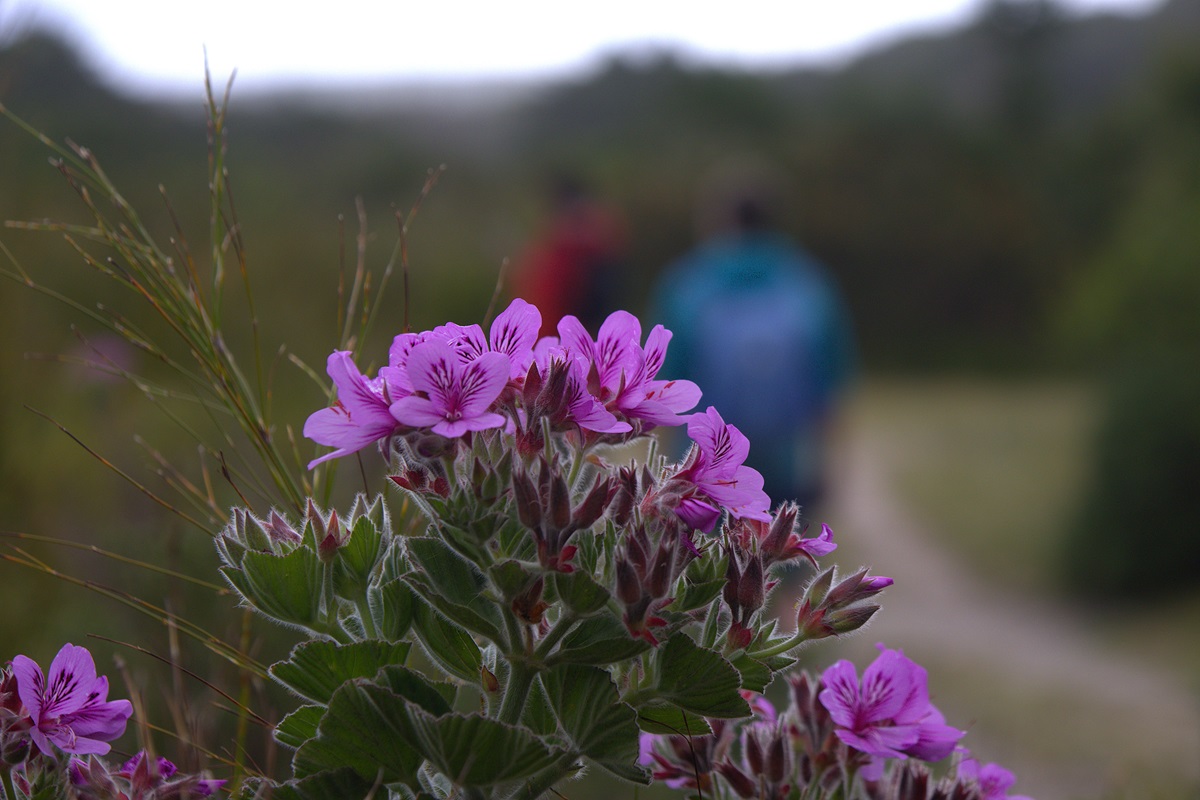 Юар: Треккинги, сафари, экскурсии, винодельни (35/62)