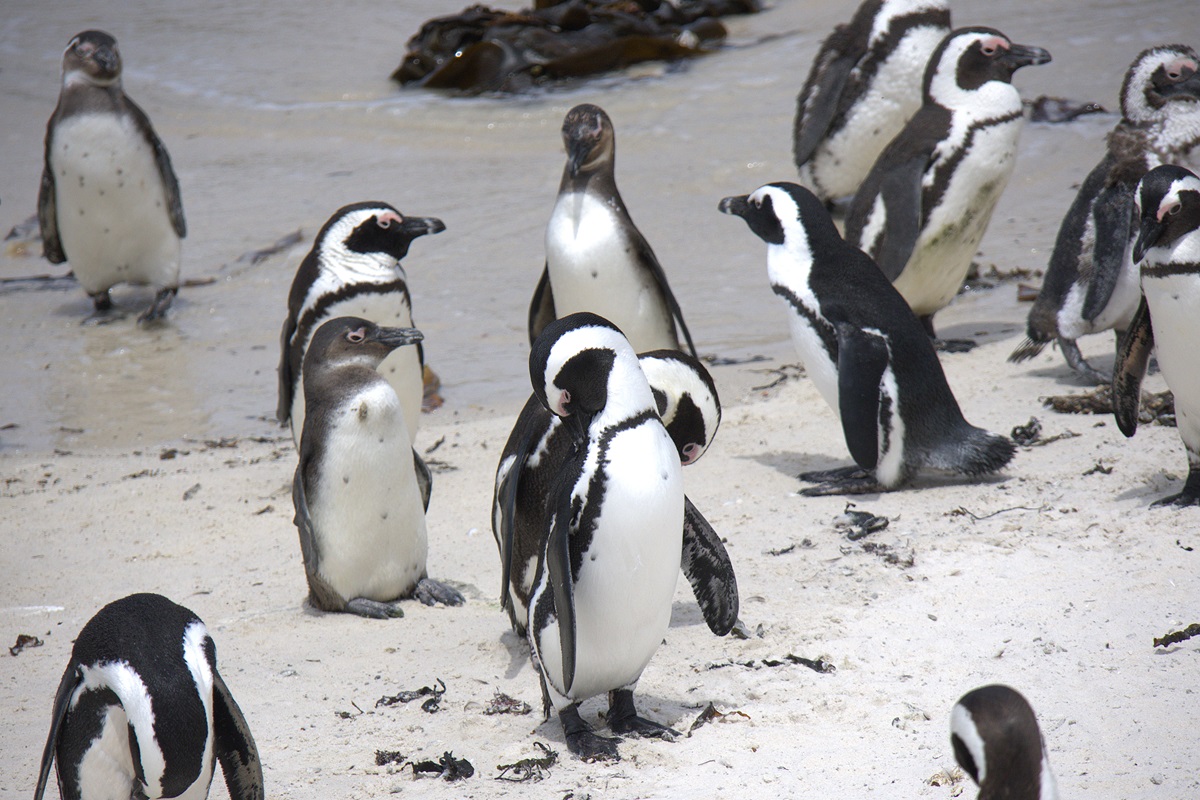 Юар: Треккинги, сафари, экскурсии, винодельни (31/62)