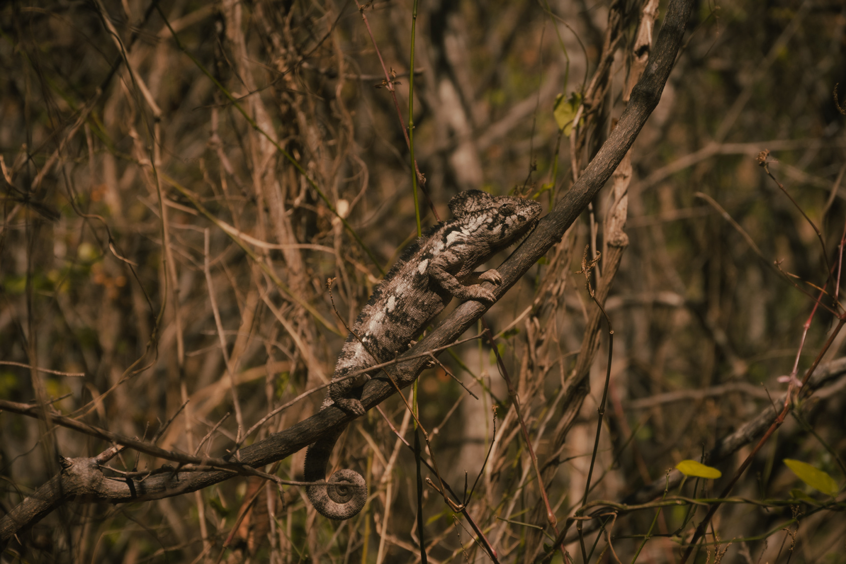  Поход по Мадагаскару по долинам Андрингитра и Цараноро (9/11)