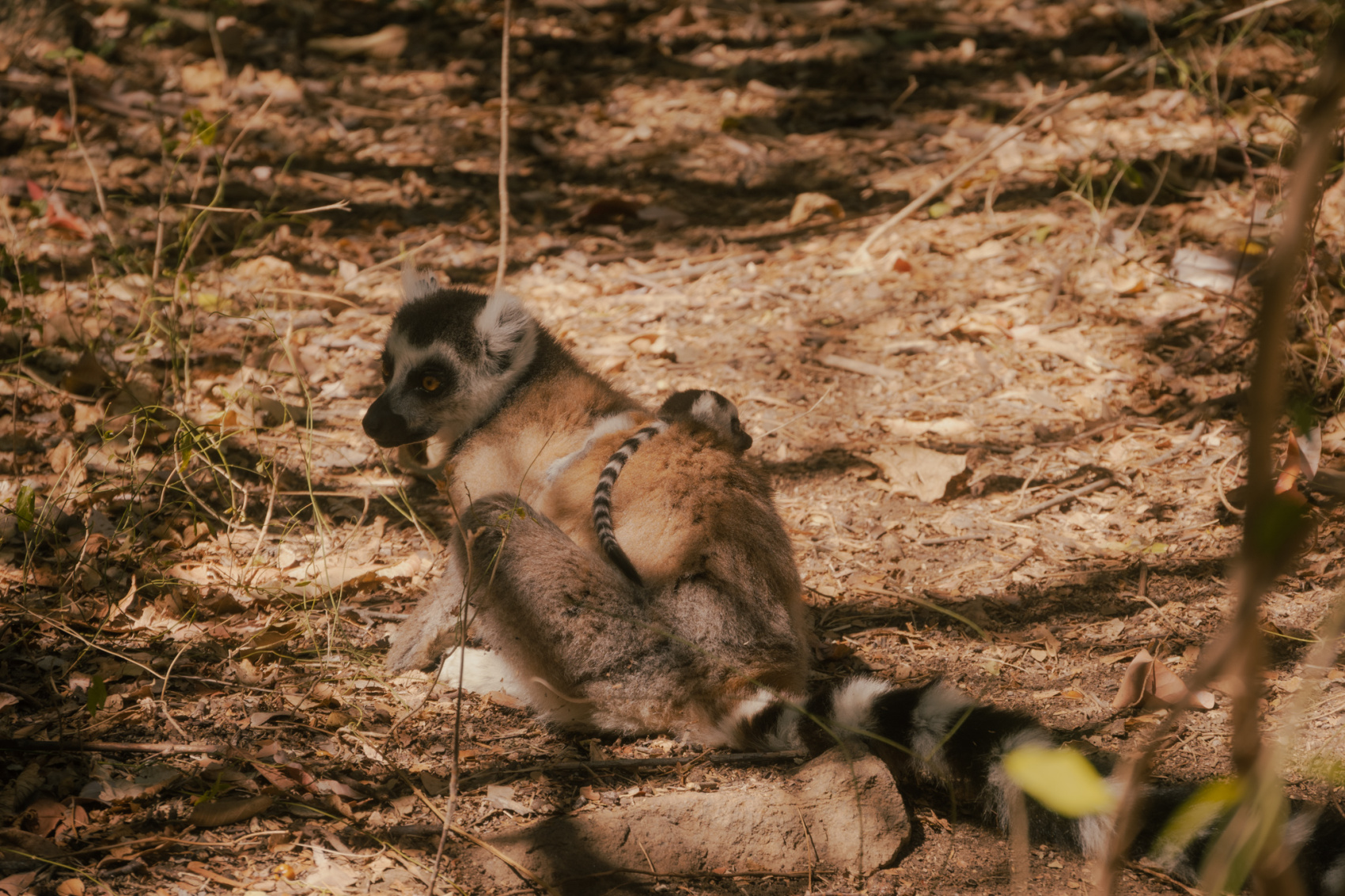  Поход по Мадагаскару по долинам Андрингитра и Цараноро (8/11)